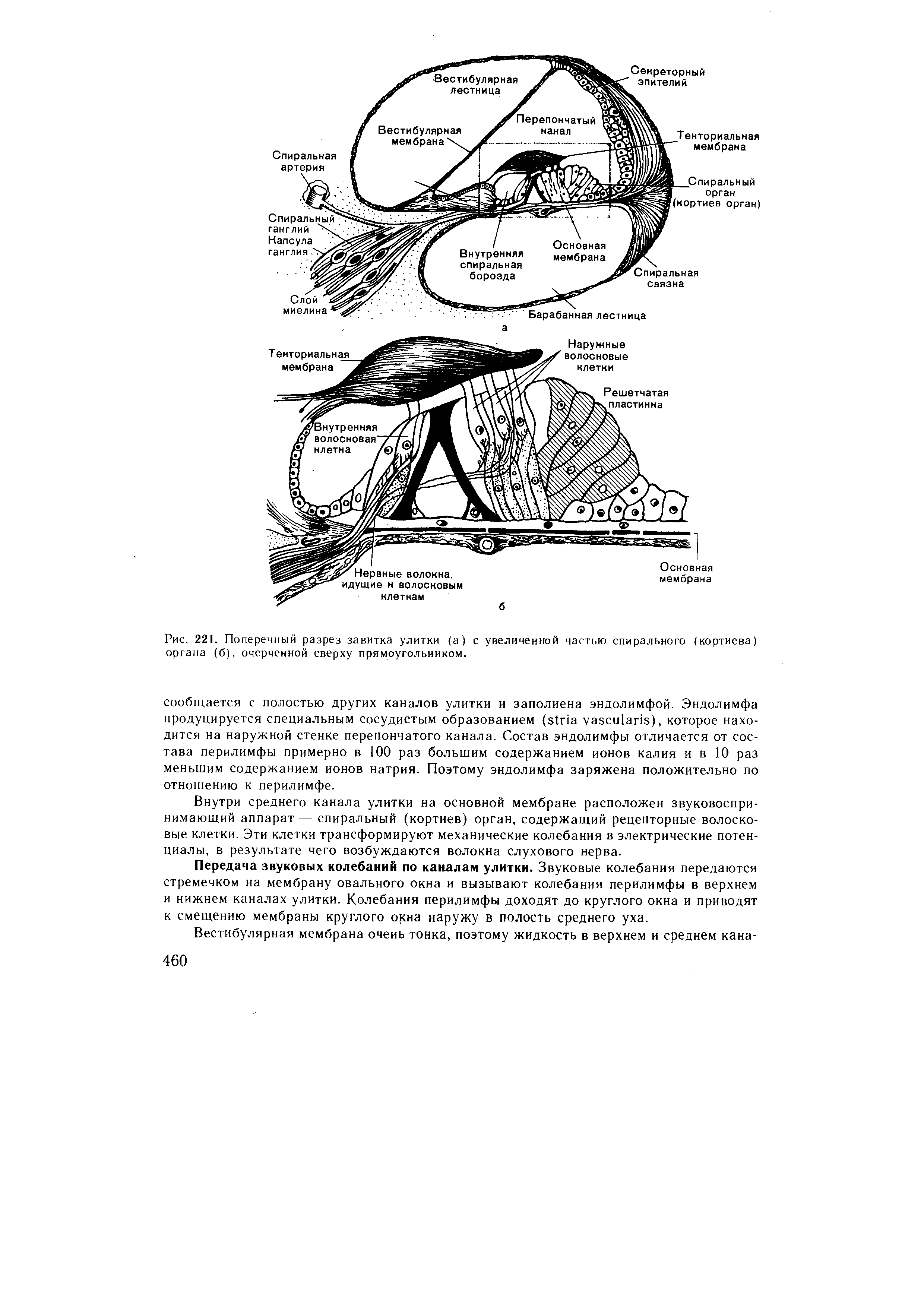 Рис. 221. Поперечный разрез завитка улитки (а) с увеличенной частью спирального (кортиева) органа (б), очерченной сверху прямоугольником.