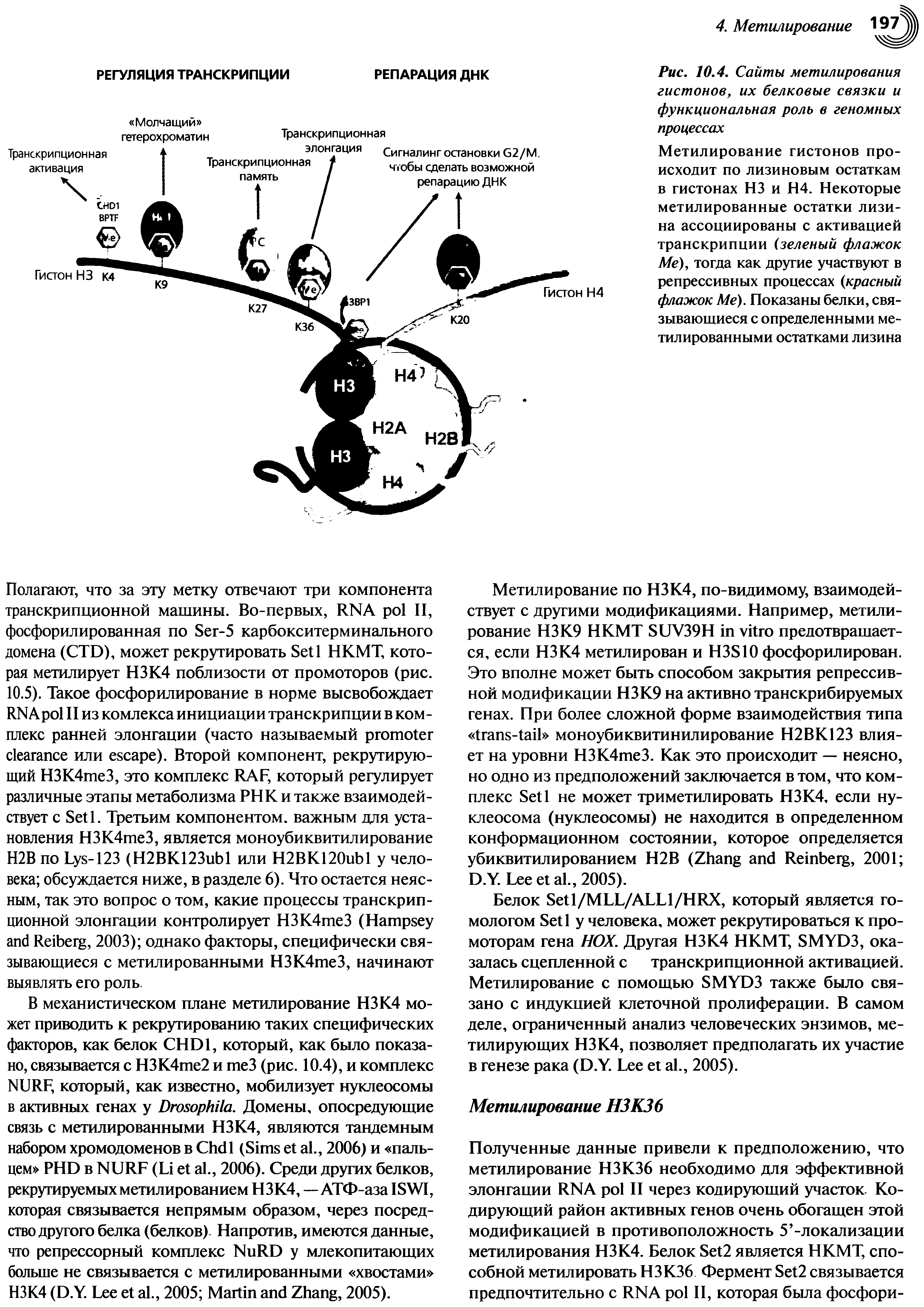 Рис. 10.4. Сайты метилирования гистонов, их белковые связки и функциональная роль в геномных процессах...