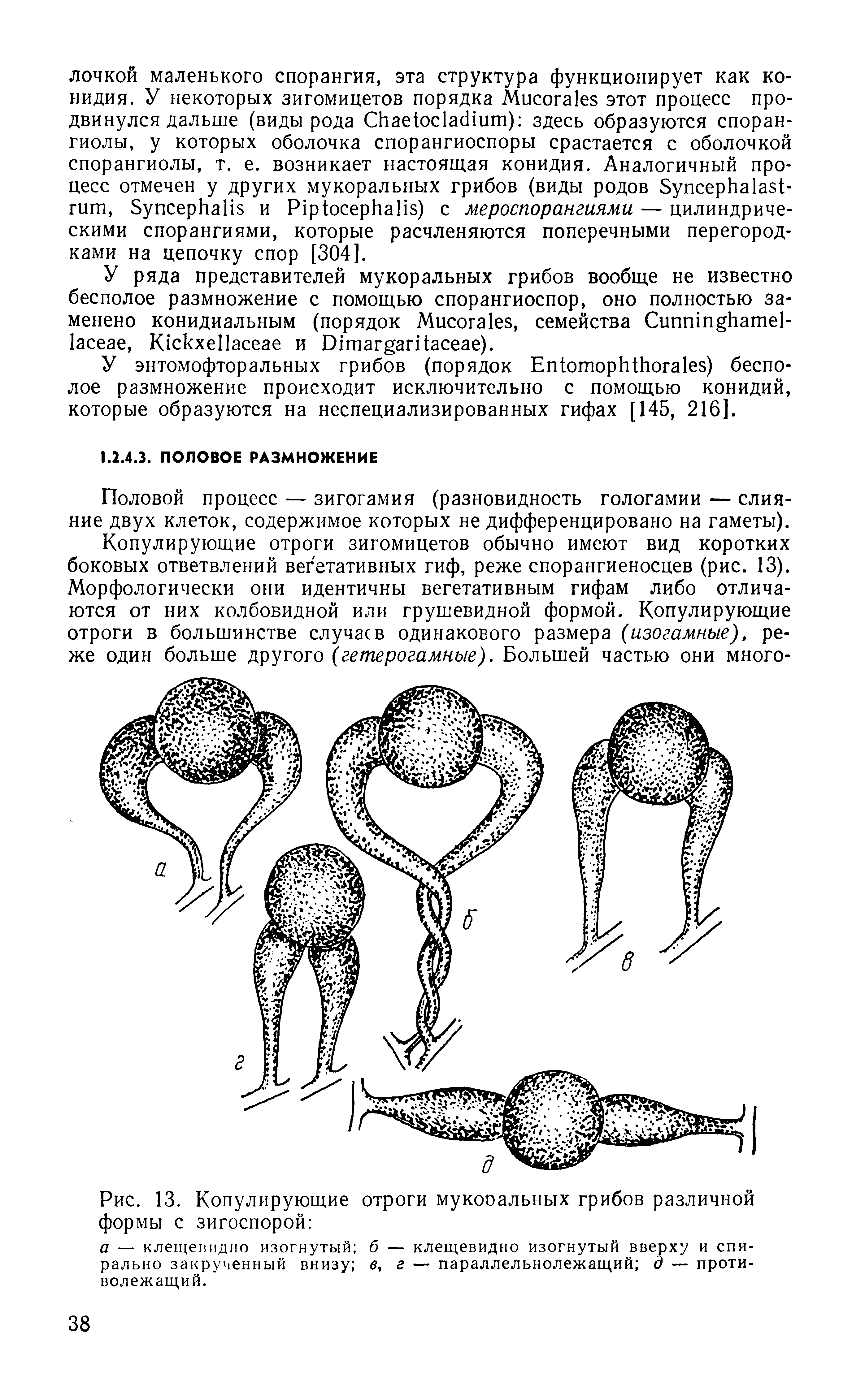 Рис. 13. Копулирующие отроги мукооальных грибов различной формы с зигоспорой ...