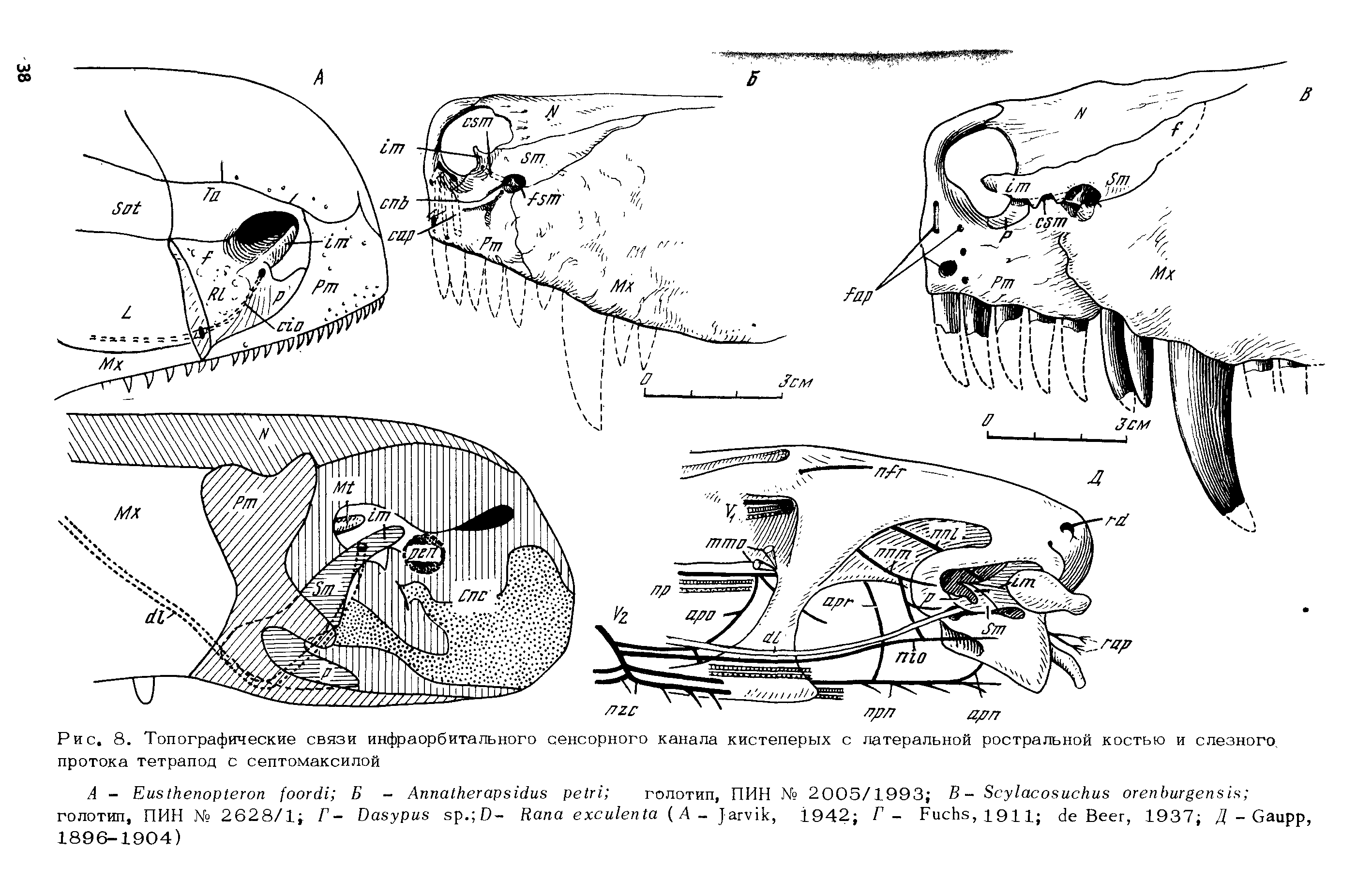 Рис. 8. Топографические связи инфраорбитального сенсорного канала кистеперых с латеральной ростральной костью и слезного, протока тетрапод с септомаксилой...