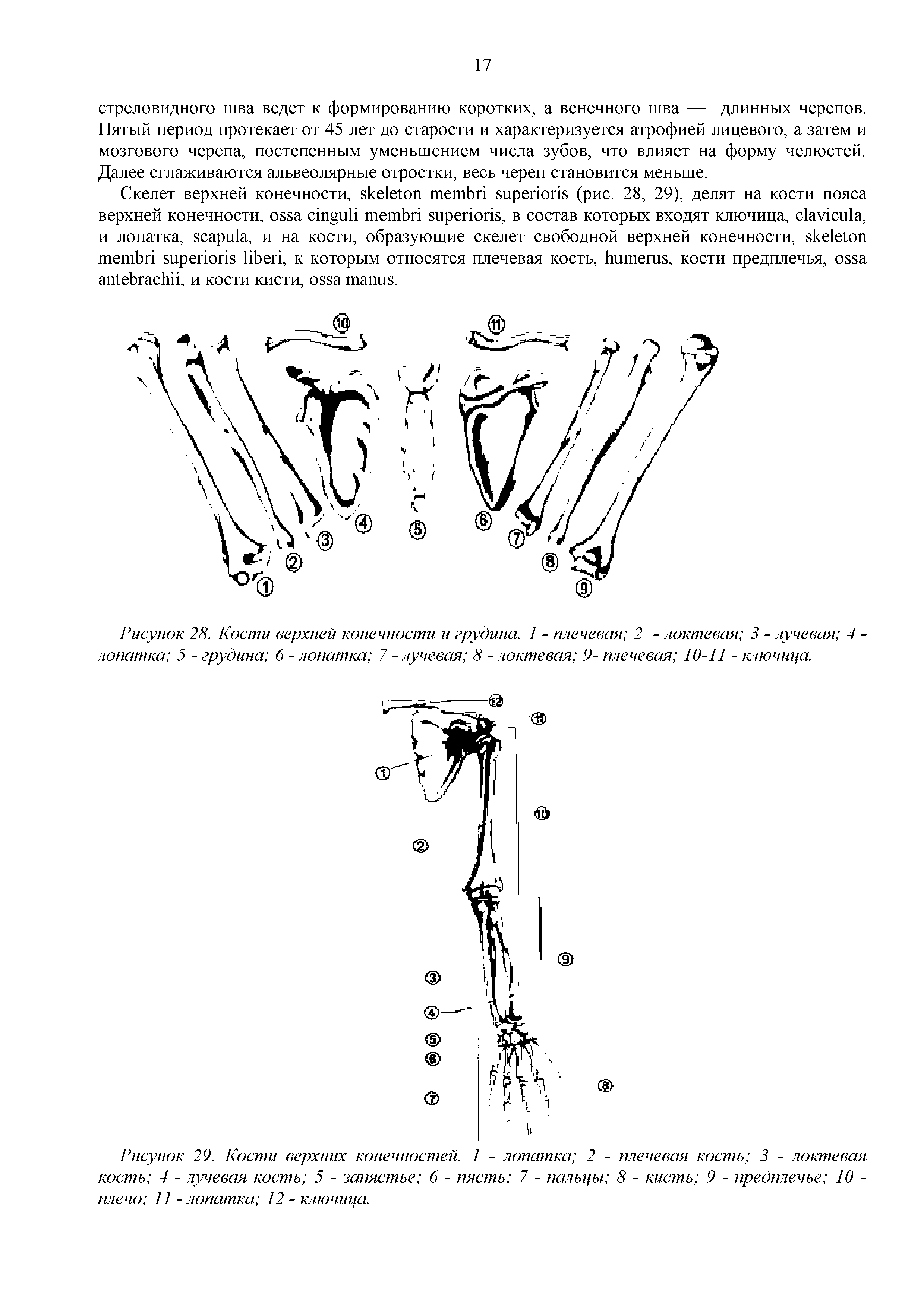 Рисунок 29. Кости верхних конечностей. 1 - лопатка 2 - плечевая кость 3 - локтевая кость 4 - лучевая кость 5 - запястье 6 - пясть 7 - пальцы 8 - кисть 9 - предплечье 10 -плечо 11 - лопатка 12 - ключица.