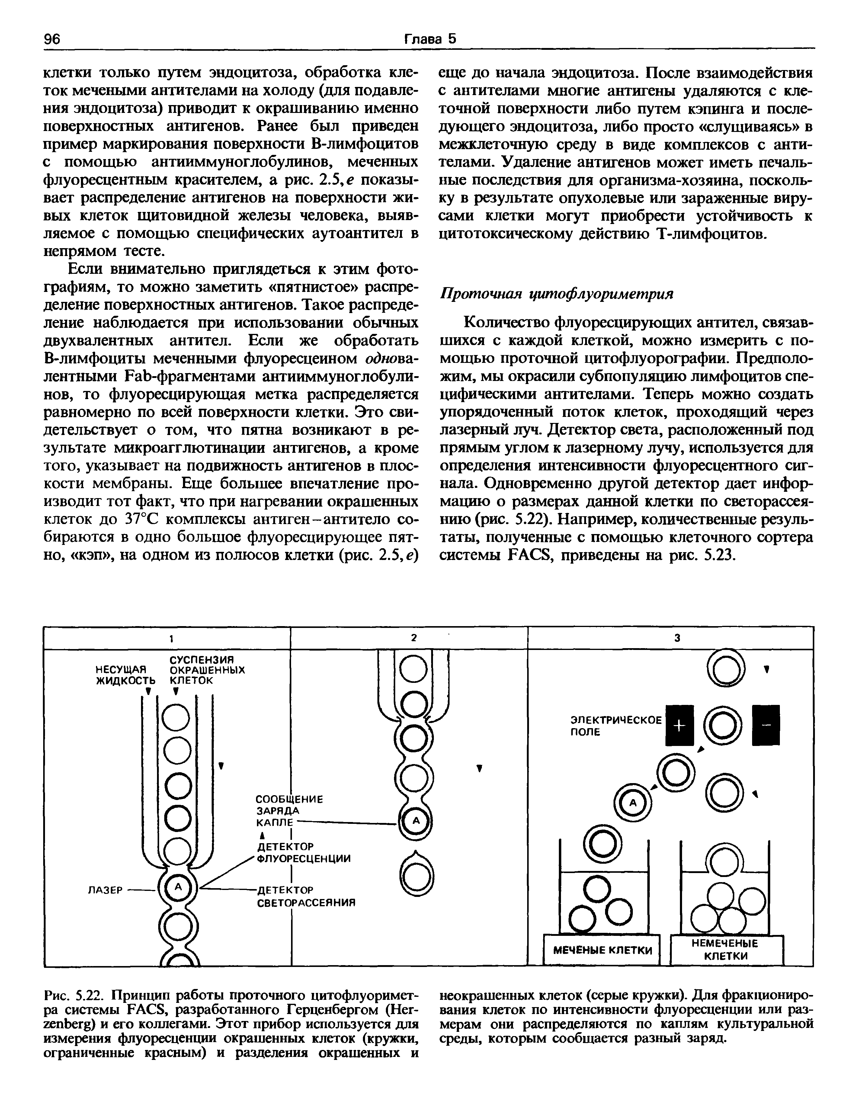 Рис. 5.22. Принцип работы проточного цитофлуориметра системы FACS, разработанного Герценбергом (Нег- ) и его коллегами. Этот прибор используется для измерения флуоресценции окрашенных клеток (кружки, ограниченные красным) и разделения окрашенных и...