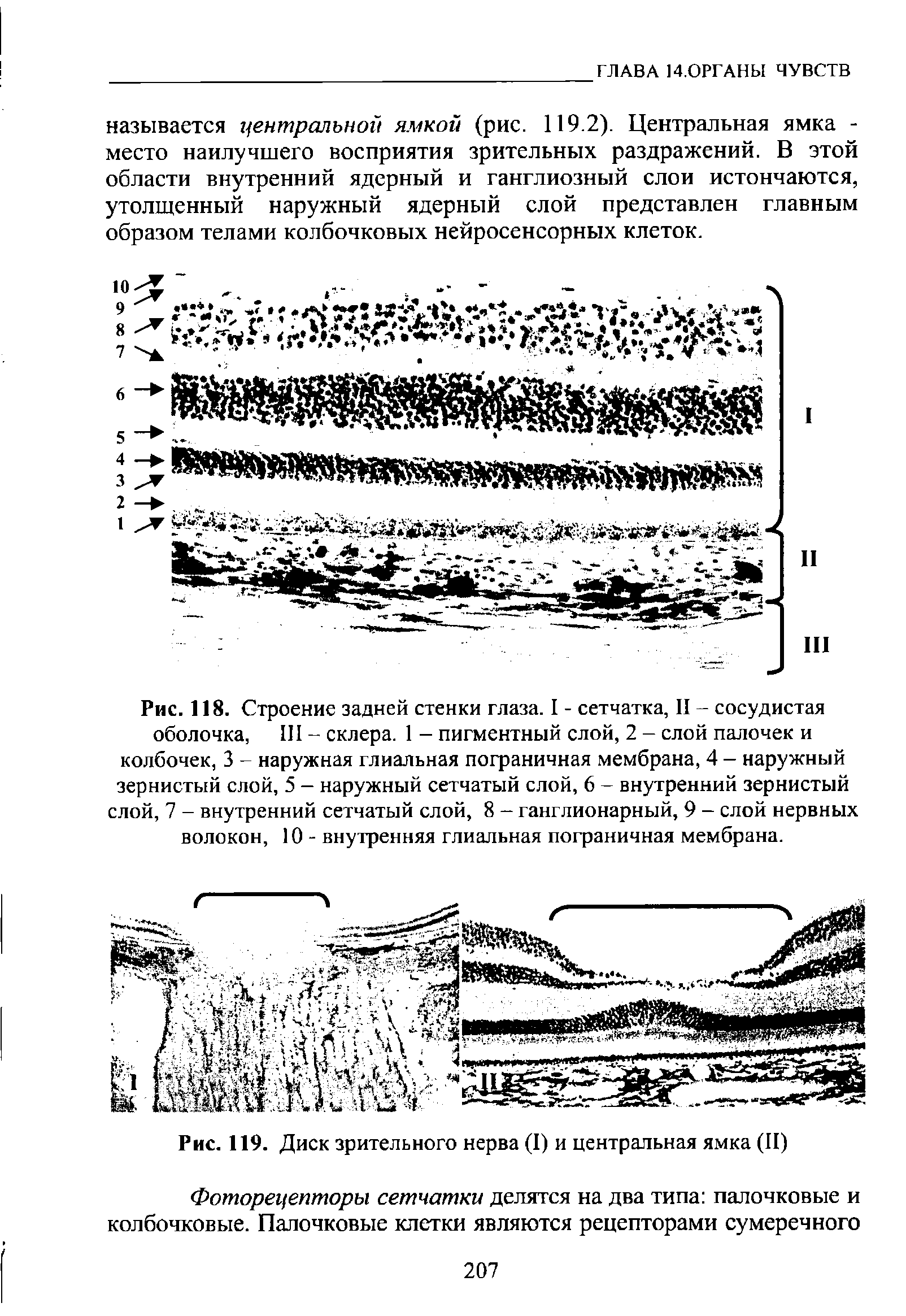Рис. 118. Строение задней стенки глаза. I - сетчатка, II - сосудистая оболочка, III - склера. 1 - пигментный слой, 2 - слой палочек и колбочек, 3 - наружная глиальная пограничная мембрана, 4 - наружный зернистый слой, 5 - наружный сетчатый слой, 6 - внутренний зернистый слой, 7 - внутренний сетчатый слой, 8 - ганглионарный, 9 - слой нервных волокон, 10 - внутренняя глиальная пограничная мембрана.