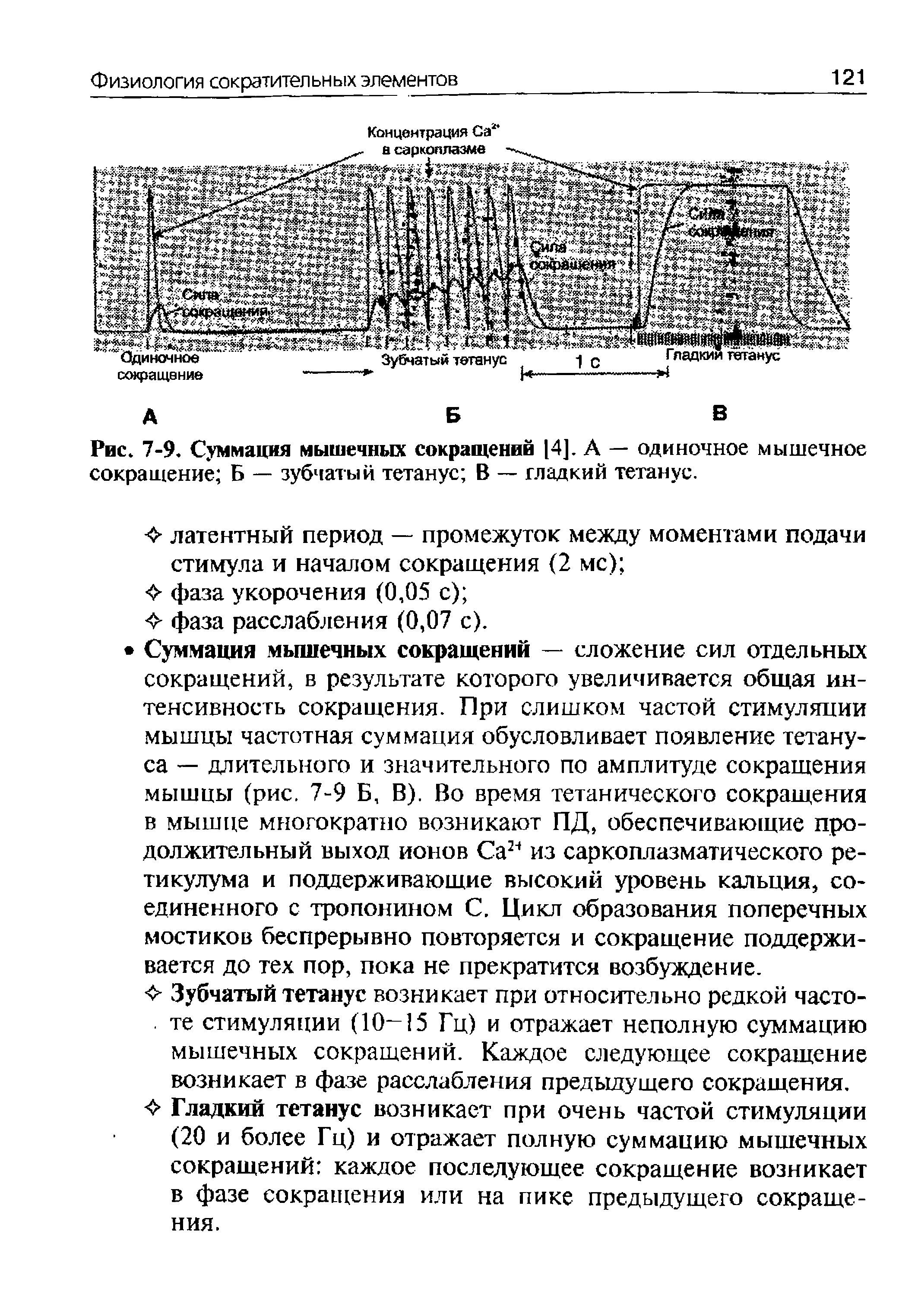 Рис. 7-9. Суммация мышечных сокращений 4]. А — одиночное мышечное сокращение Б — зубчатый тетанус В — гладкий тетанус.