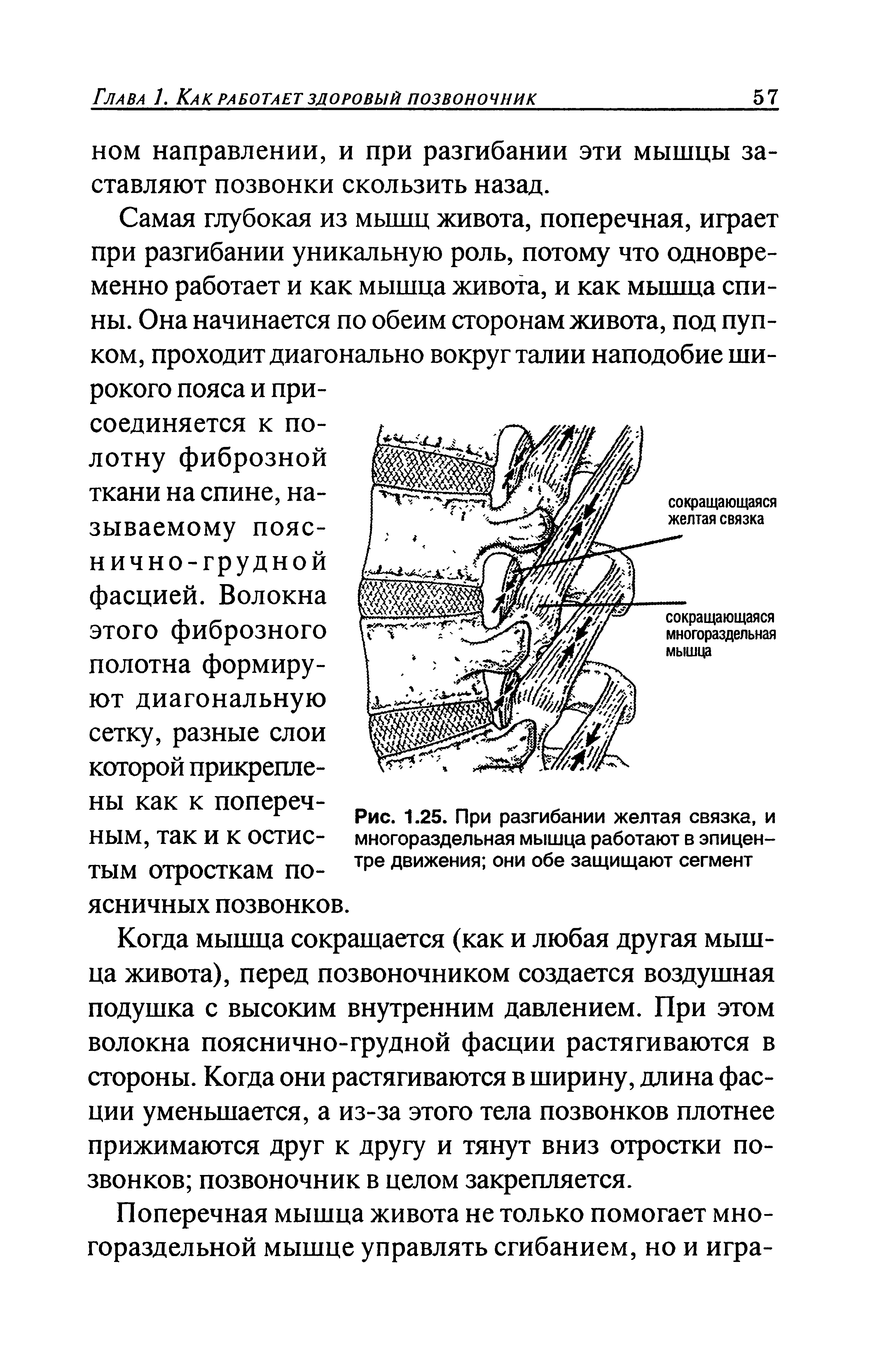 Рис. 1.25. При разгибании желтая связка, и многораздельная мышца работают в эпицентре движения они обе защищают сегмент...