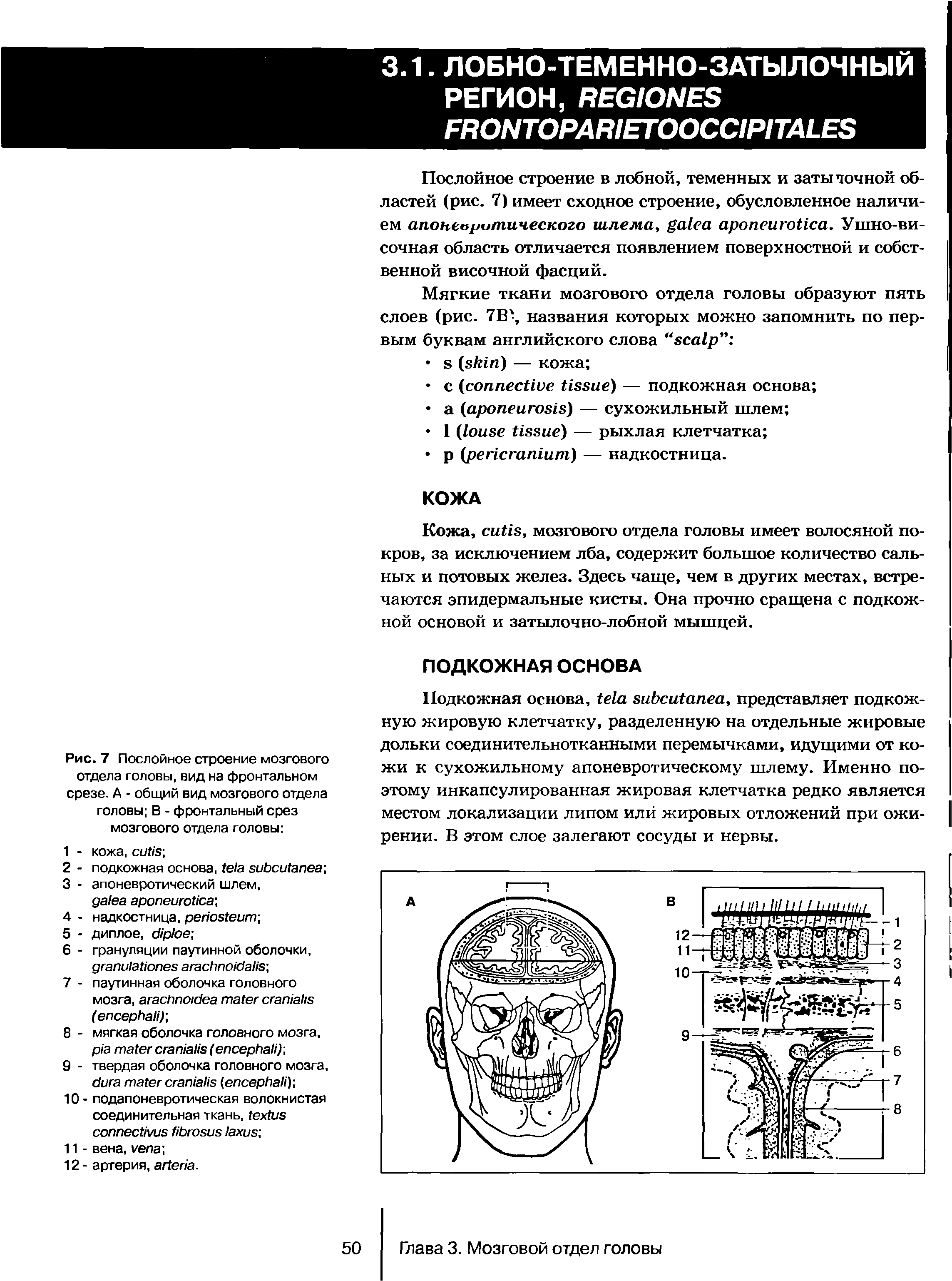 Рис. 7 Послойное строение мозгового отдела головы, вид на фронтальном срезе. А - общий вид мозгового отдела головы В - фронтальный срез мозгового отдела головы ...