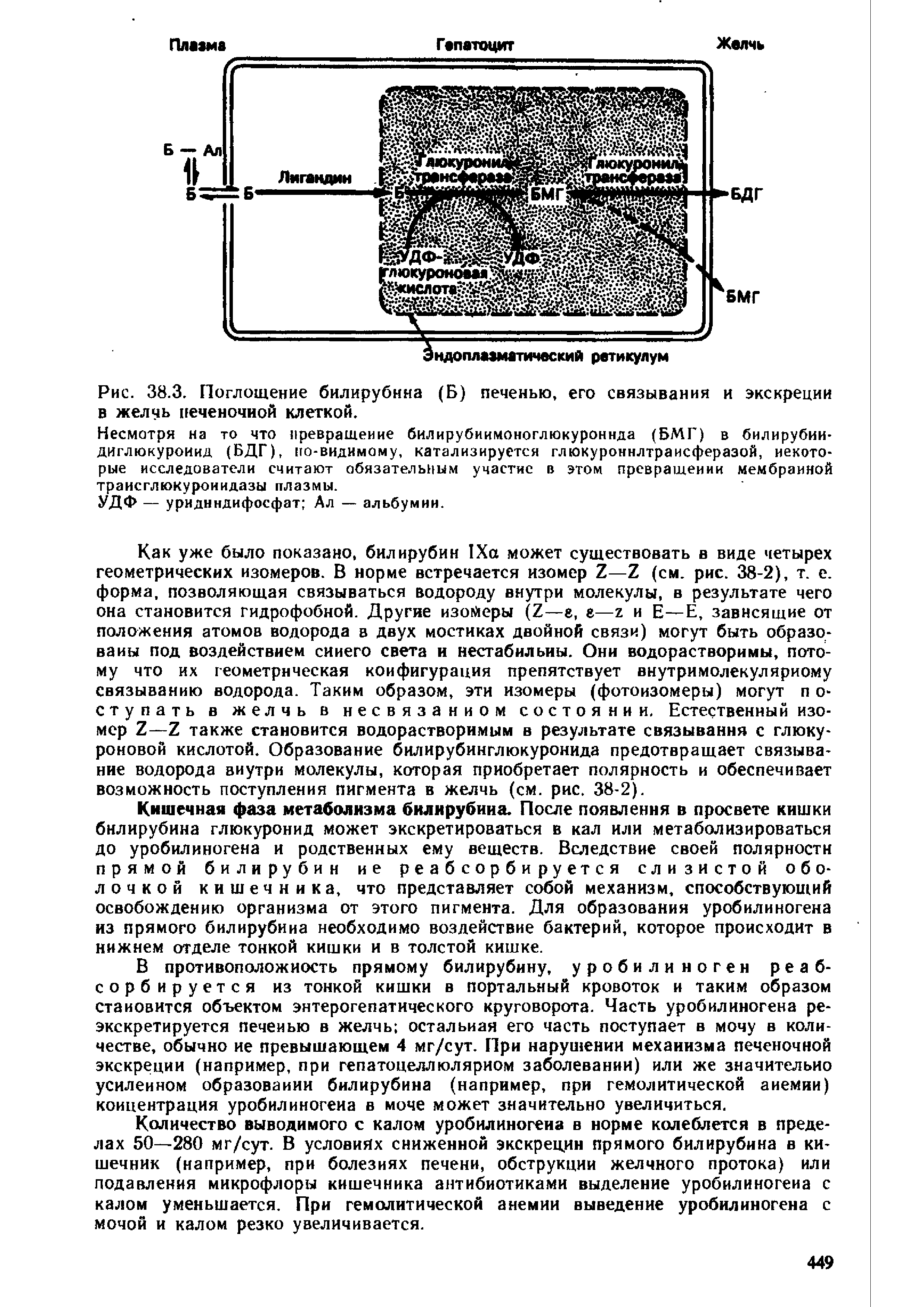 Рис. 38.3. Поглощение билирубина (Б) печенью, его связывания и экскреции в желчь печеночной клеткой.