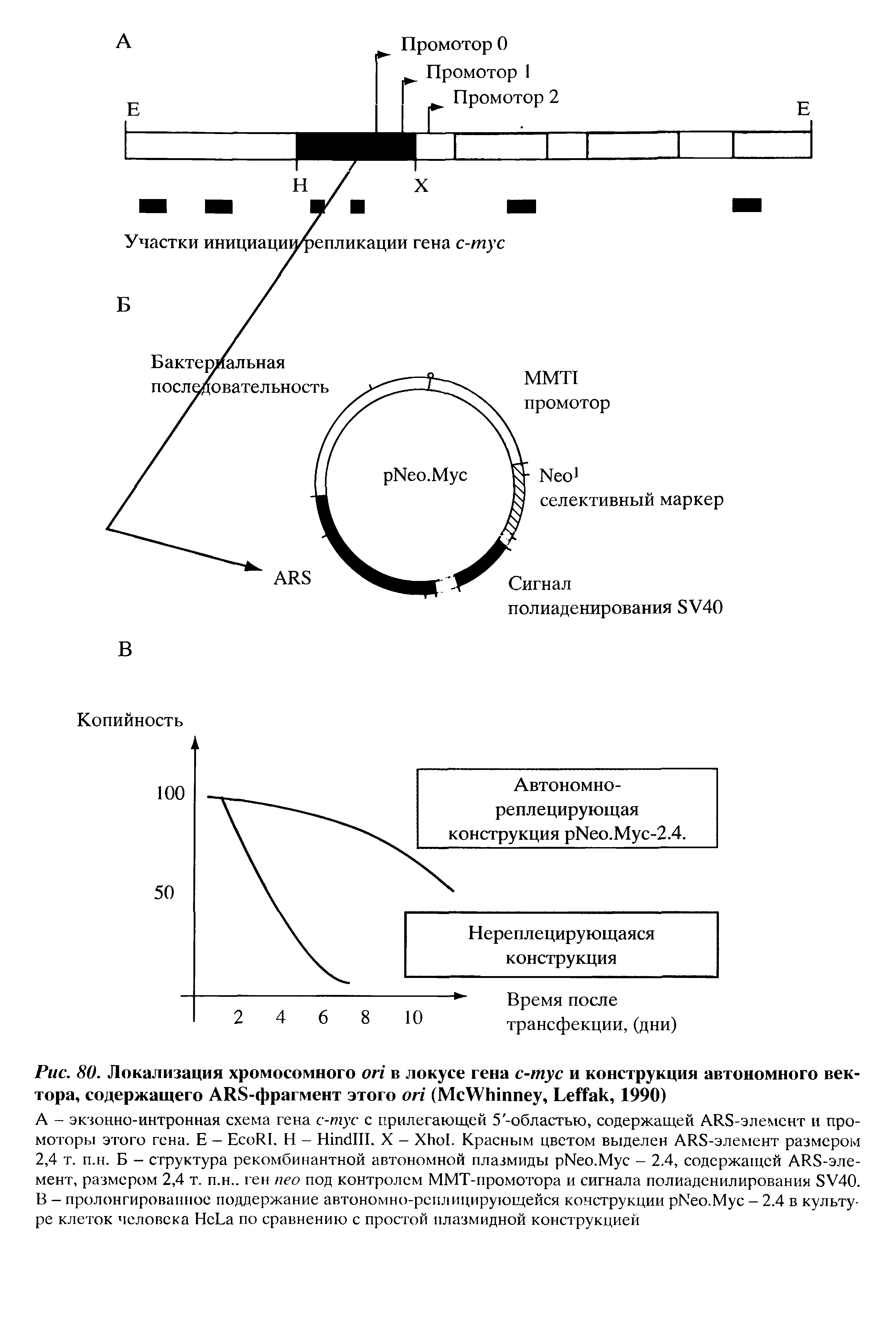 Рис. 80. Локализация хромосомного в локусе гена с-тус и конструкция автономного вектора, содержащего ARS-фрагмент этого (M W , L , 1990)...