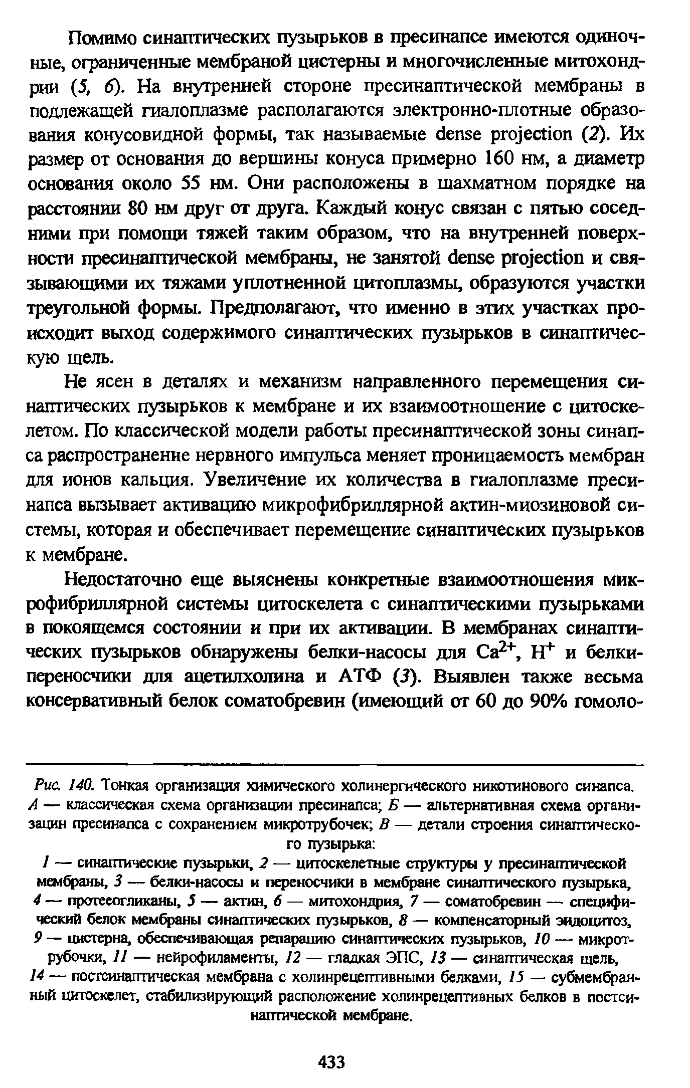 Рис. 140. Тонкая организация химического холинергического никотинового синапса. А — классическая схема организации пресинапса Б — альтернативная схема организации пресинапса с сохранением микротрубочек В — детали строения синаптического пузырька ...