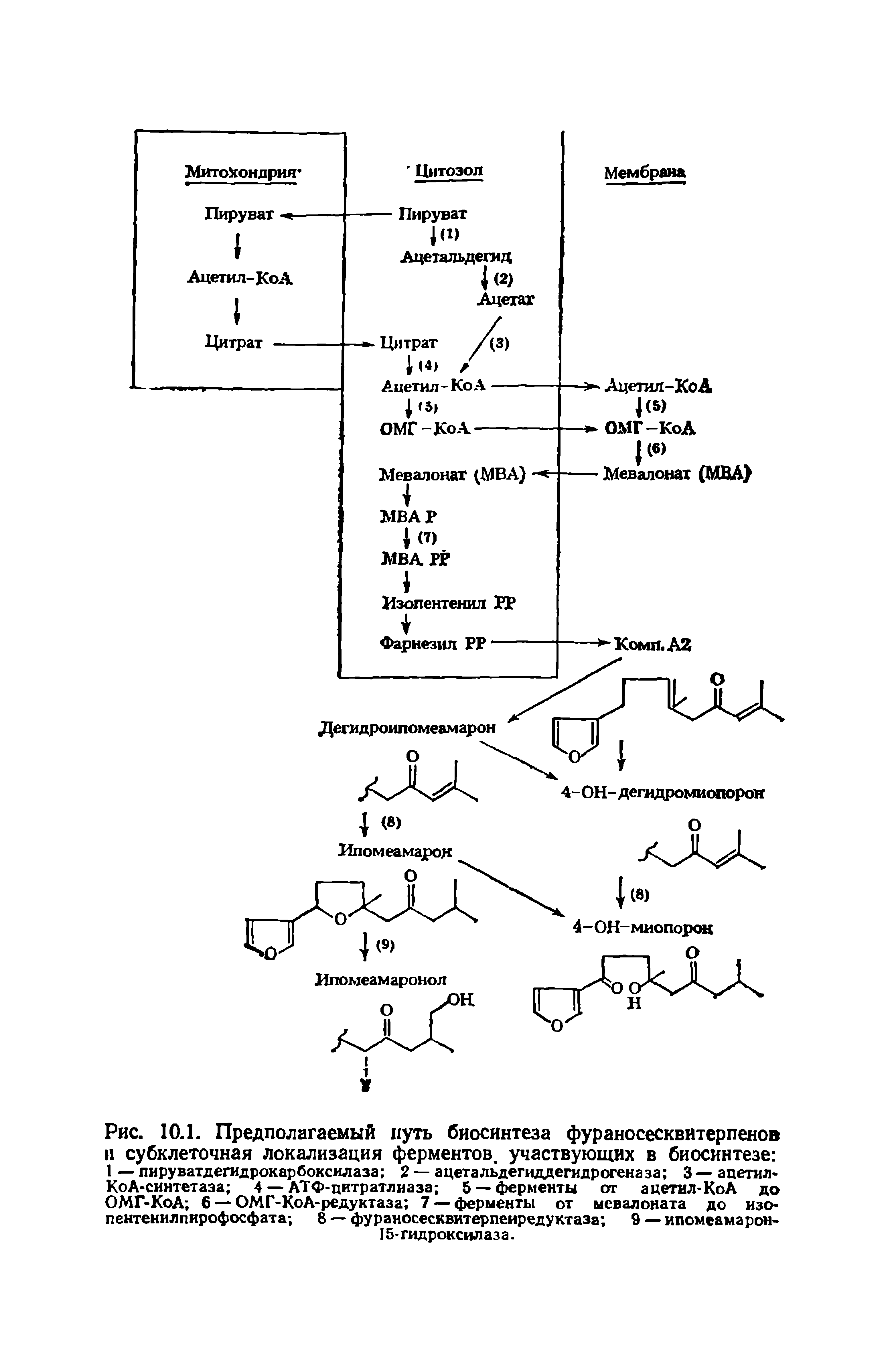 Рис. 10.1. Предполагаемый путь биосинтеза фураносесквитерпенов и субклеточная локализация ферментов, участвующих в биосинтезе 1 — пируватдегидрокарбоксилаза 2 — ацетальдегиддегидрогеназа 3 — ацетил-КоА-синтетаза 4 — АТ Ф-цитр атлиа за 5 —ферменты от а цетил-Ко А до ОМГ-КоА 6 — ОМГ-КоА-редуктаза 7 — ферменты от мевалоната до изо-пентенилпирофосфата 8 — фураносесквитерпеиредуктаза 9 — ипомеа марон-15- гидроксил аз а.