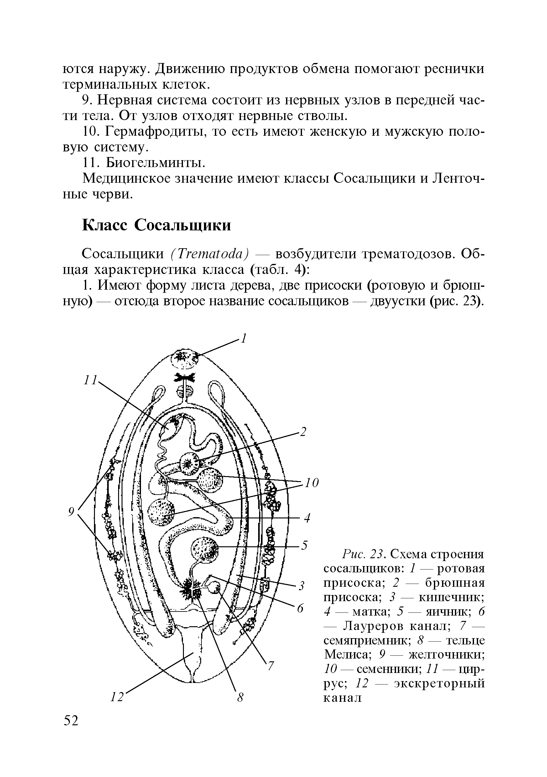 Рис. 23. Схема строения сосальщиков 1 — ротовая присоска 2 — брюшная присоска 3 — кишечник 4 — матка 5 — яичник 6 — Лауреров канал 7 — семяприемник 8 — тельце Мелиса 9 — желточники 10 — семенники И — цир-рус 12 — экскреторный канал...