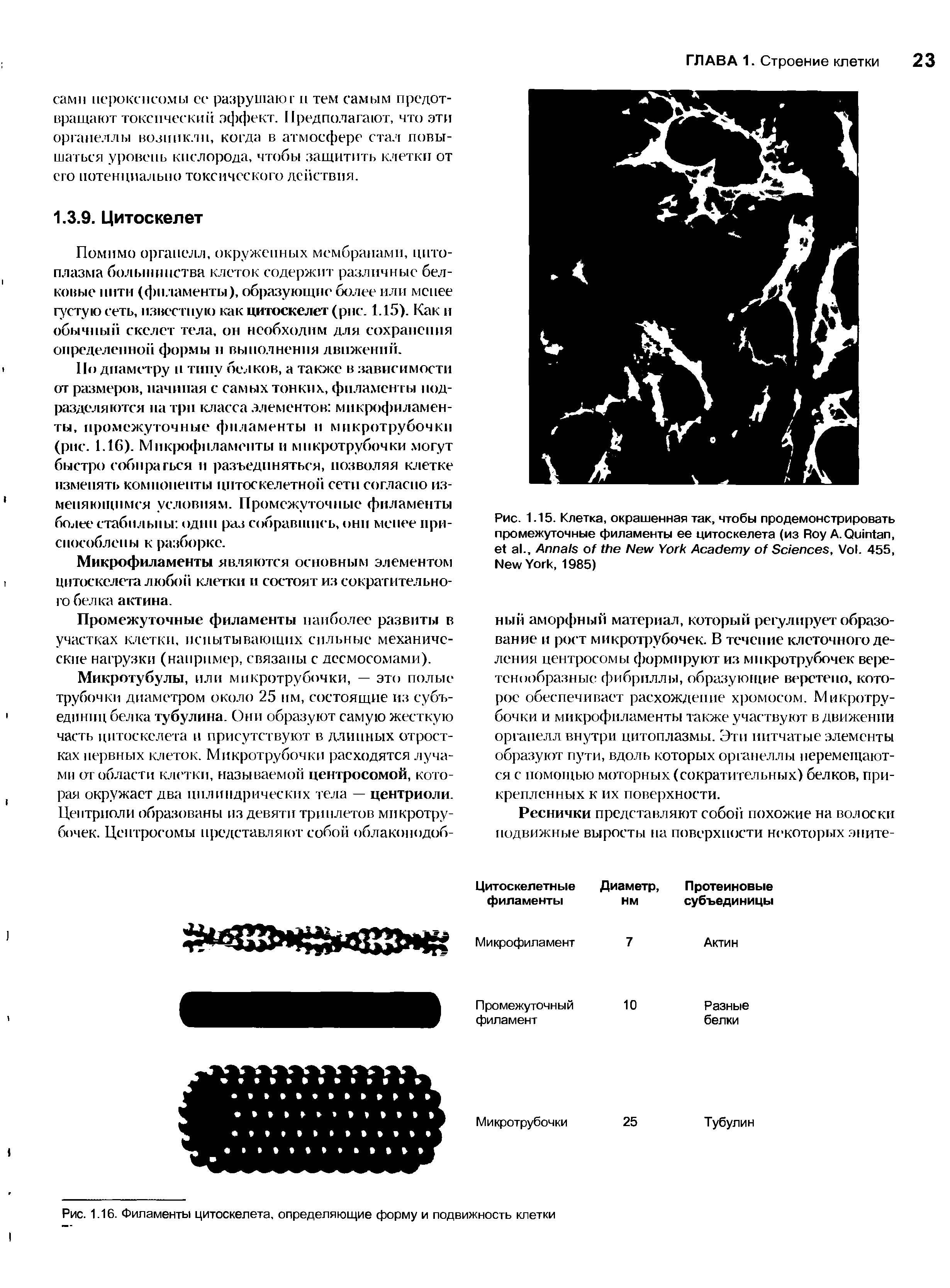 Рис. 1.15. Клетка, окрашенная так, чтобы продемонстрировать промежуточные филаменты ее цитоскелета (из R A. Q , .. A N Y A S , V . 455, N Y , 1985)...