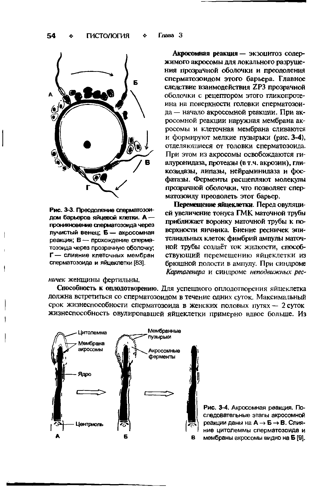 Рис. 3-3. Преодоление сперматозоидом барьеров яйцевой клетки. А — проникновение сперматозоида через лучистый венец Б — акросомная реакция В — прохождение сперматозоида через прозрачную оболочку Г — слияние клеточных мембран сперматозоида и яйцеклетки [83].
