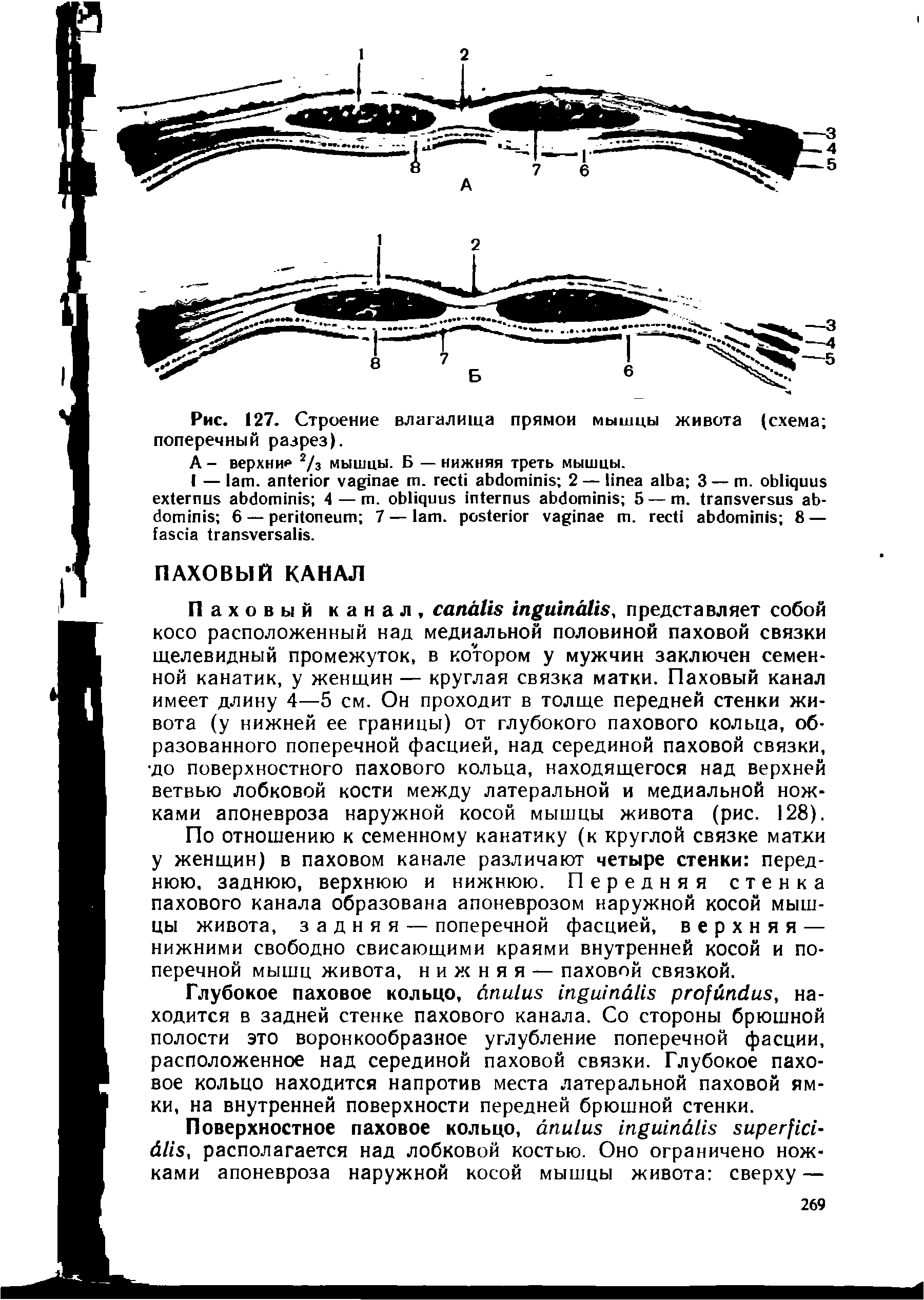 Рис. 127. Строение влагалища прямой мышцы живота (схема поперечный разрез).