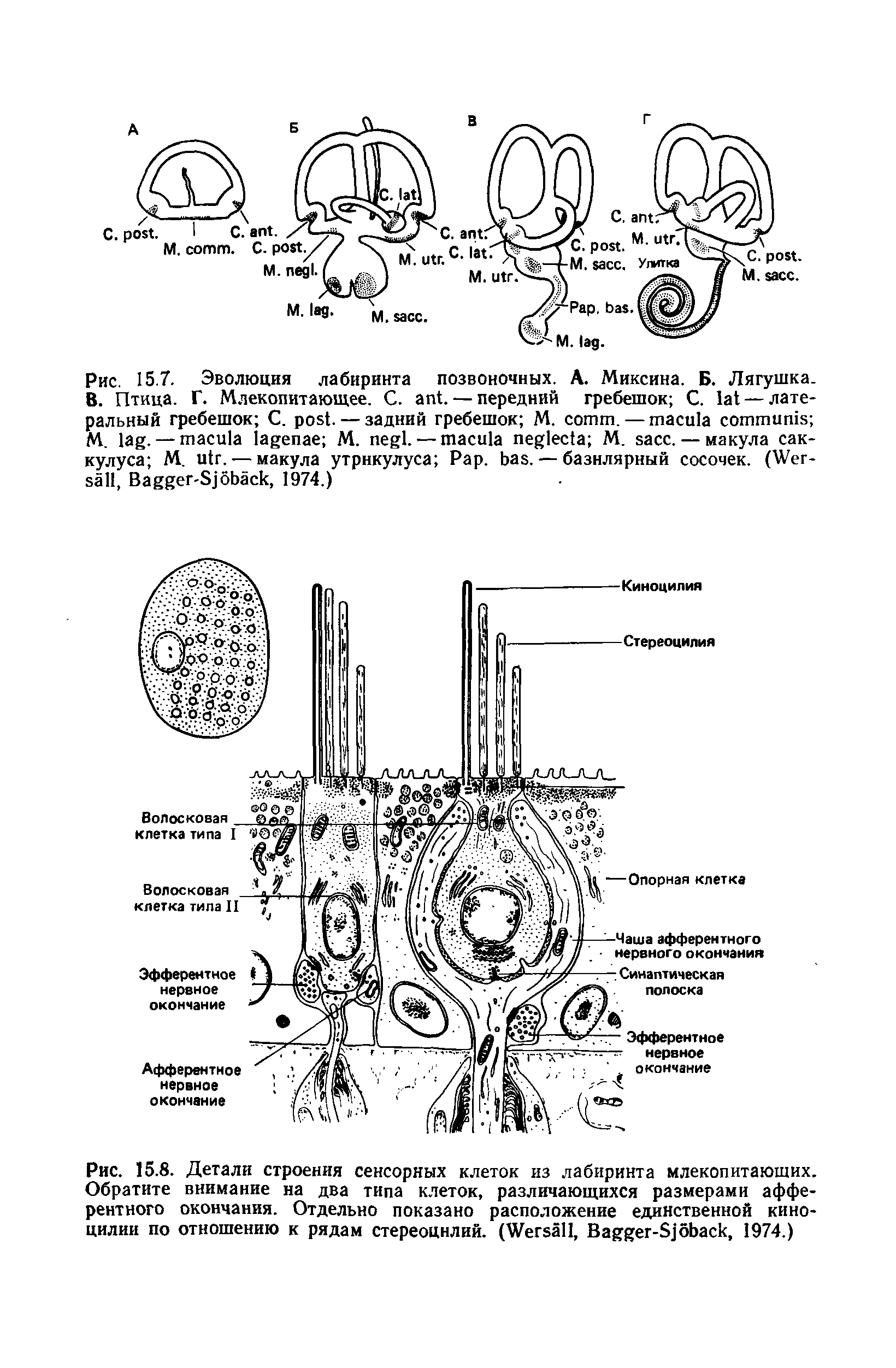 Рис. 15.7. Эволюция лабиринта позвоночных. А. Миксина. Б. Лягушка В. Птица. Г. Млекопитающее. С. . — передний гребешок С. — лате ральный гребешок С. . — задний гребешок М. . — М. . — M. . — M. . — макула сак-кулуса M. . — макула утрнкулуса P . . — базилярный сосочек. (W , B -S , 1974.)...