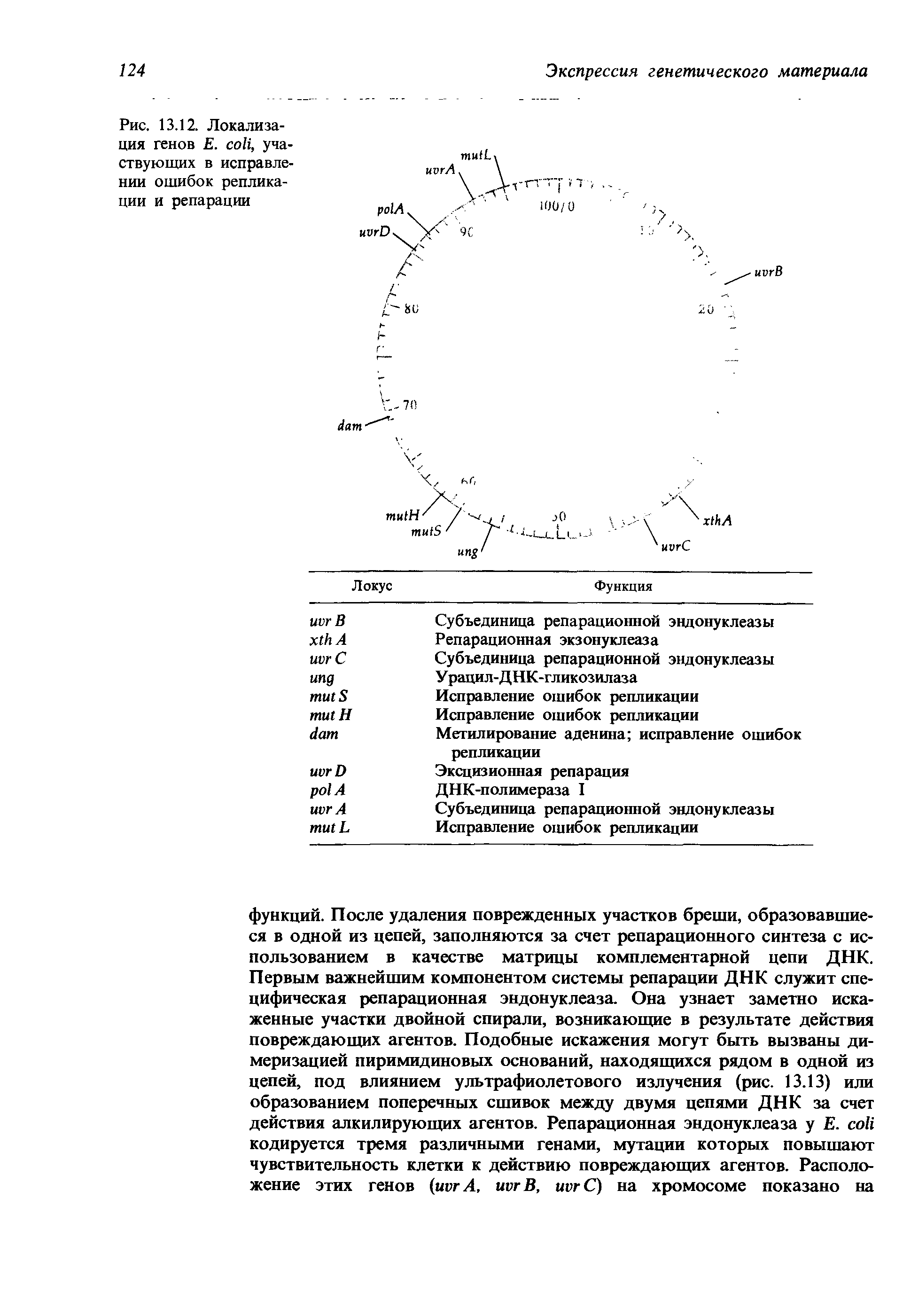 Рис. 13.12. Локализация генов Е. , участвующих в исправлении ошибок репликации и репарации...