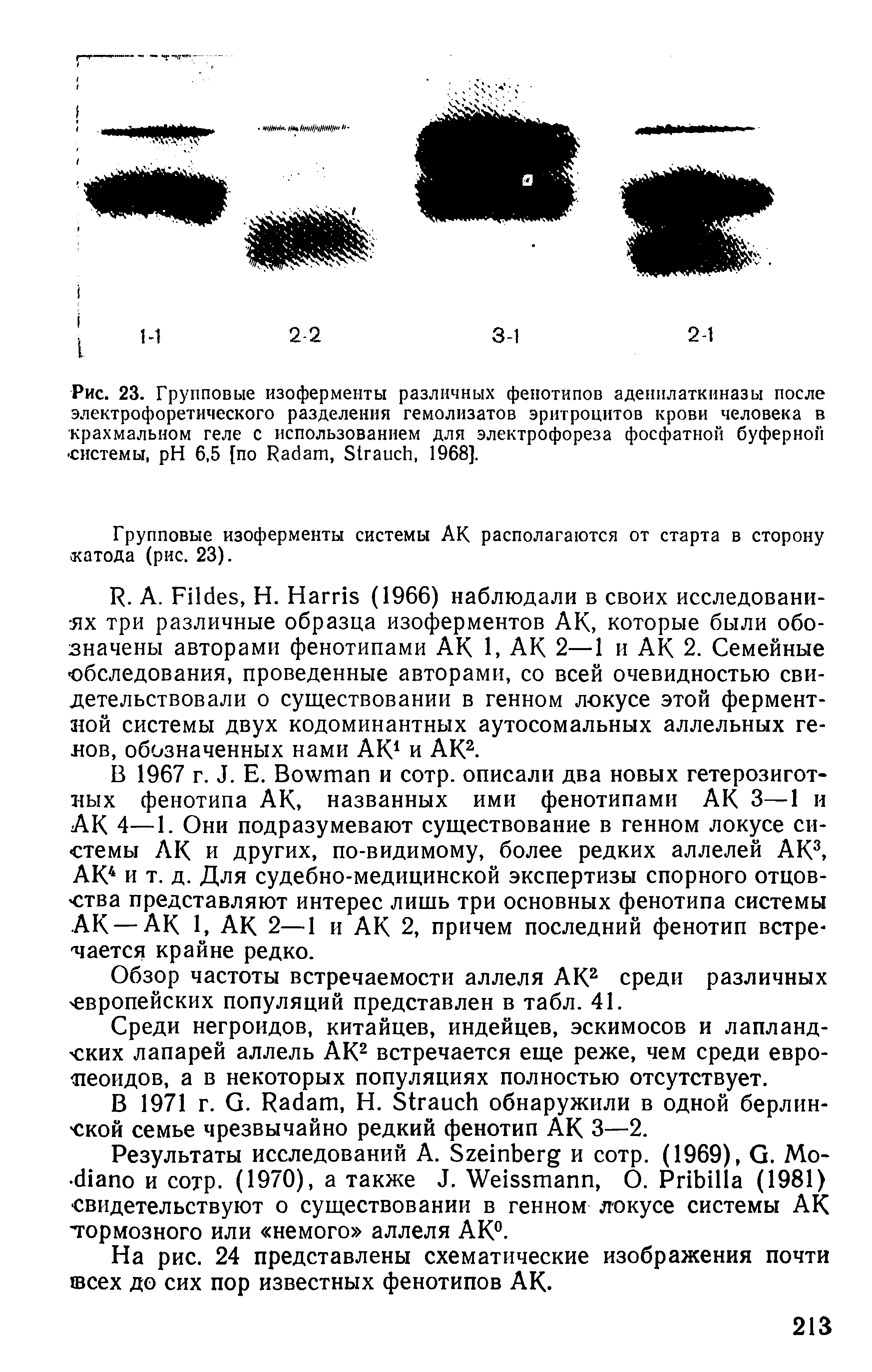 Рис. 23. Групповые изоферменты различных фенотипов аденилаткиназы после электрофоретического разделения гемолизатов эритроцитов крови человека в крахмальном геле с использованием для электрофореза фосфатной буферной системы, H 6,5 [по R , S , 1968].