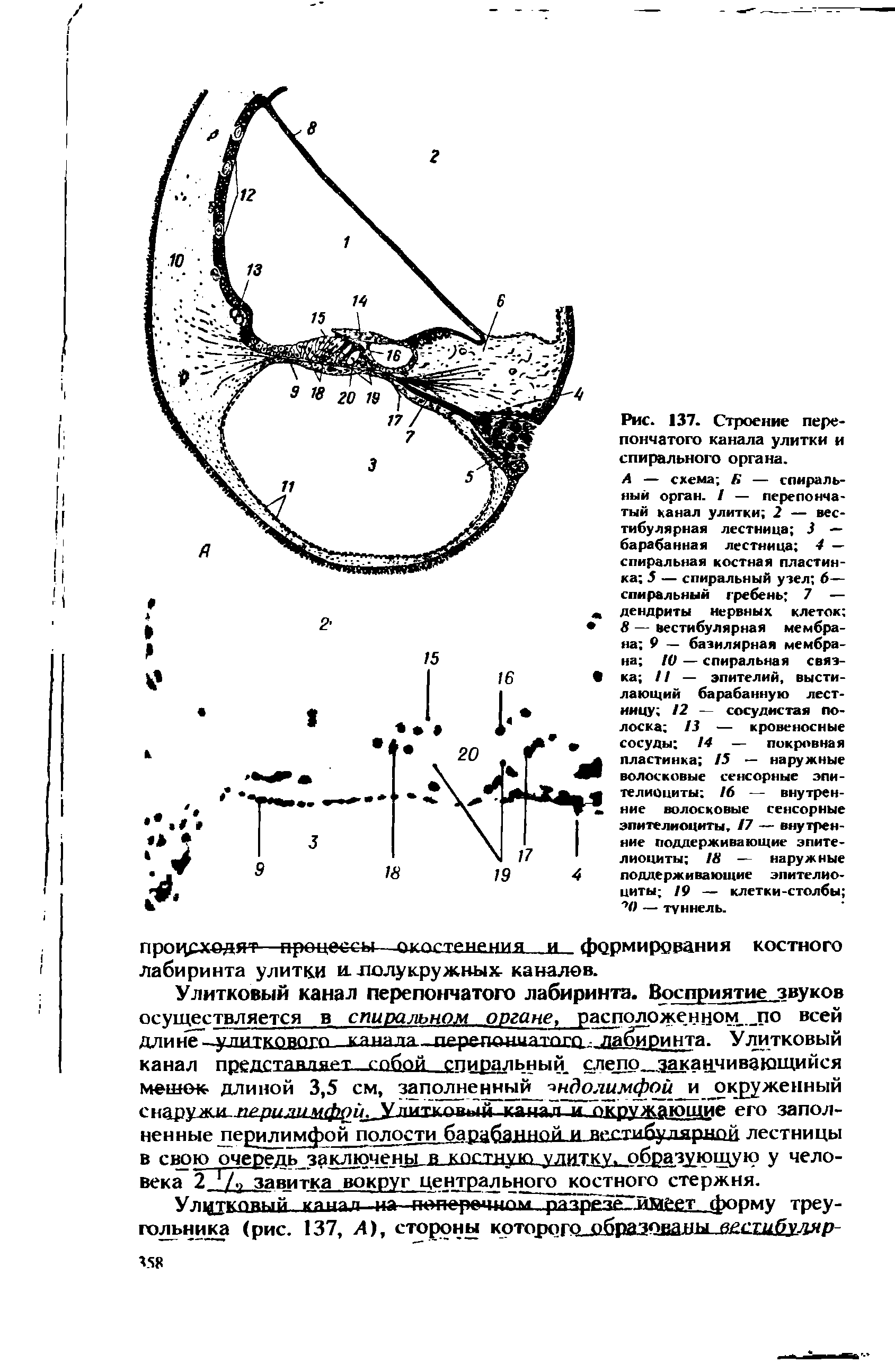 Рис. 137. Строение перепончатого канала улитки и спирального органа.