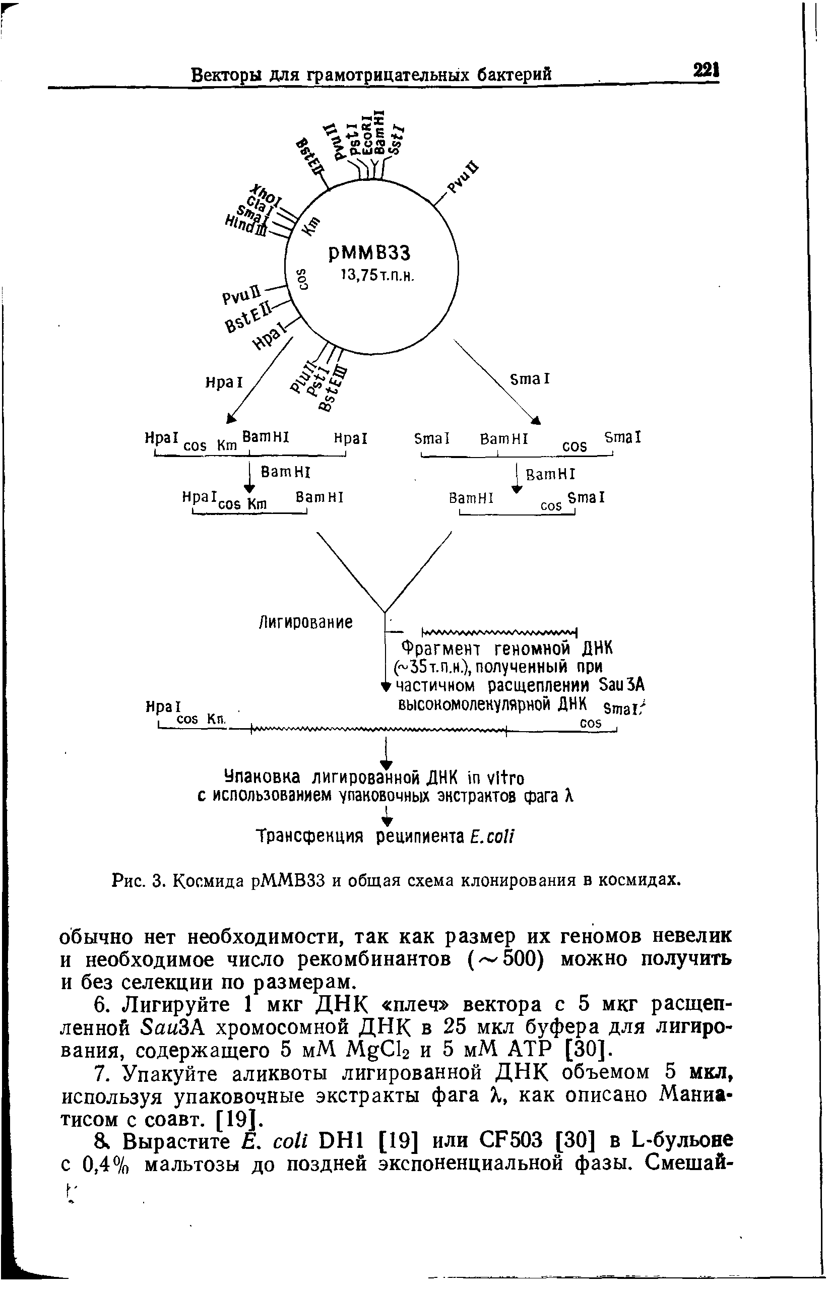 Рис. 3. Космида рММВЗЗ и общая схема клонирования в космидах.