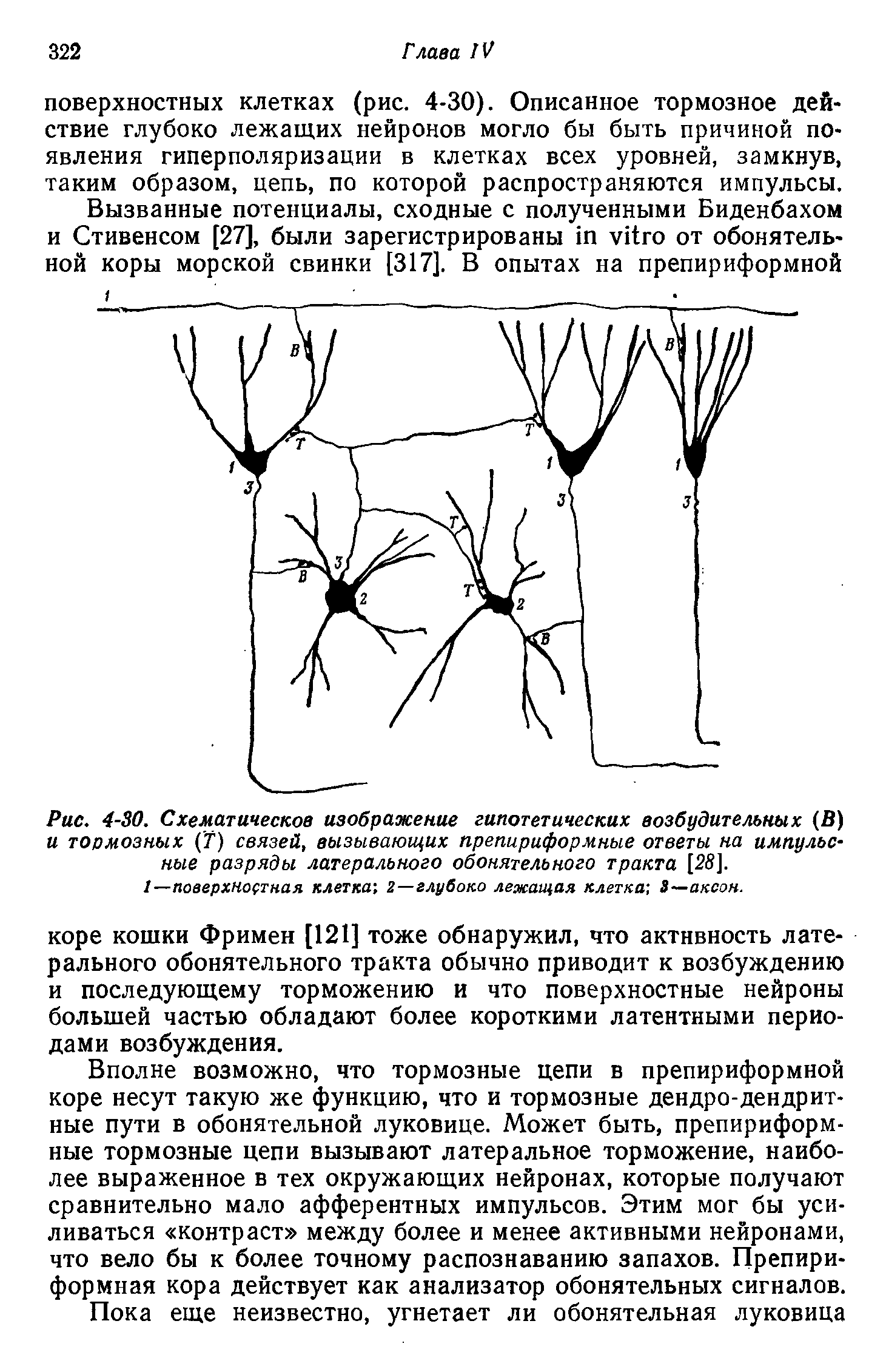 Рис. 4-30. Схематическое изображение гипотетических возбудительных (В) и тормозных (Т) связей, вызывающих препириформные ответы на импульсные разряды латерального обонятельного тракта [28].