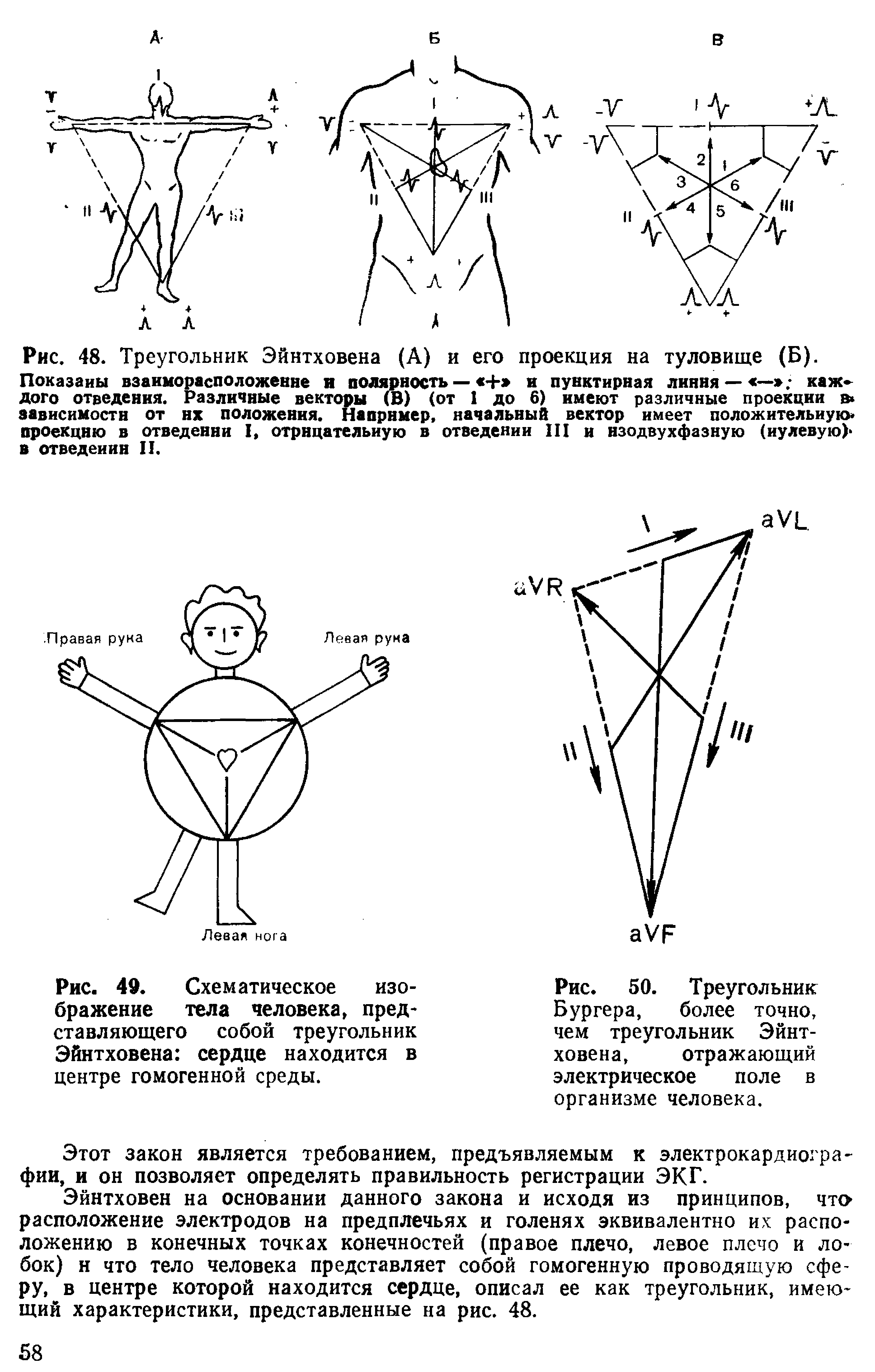 Рис. 50. Треугольник Бургера, более точно, чем треугольник Эйнтховена, отражающий электрическое поле в организме человека.