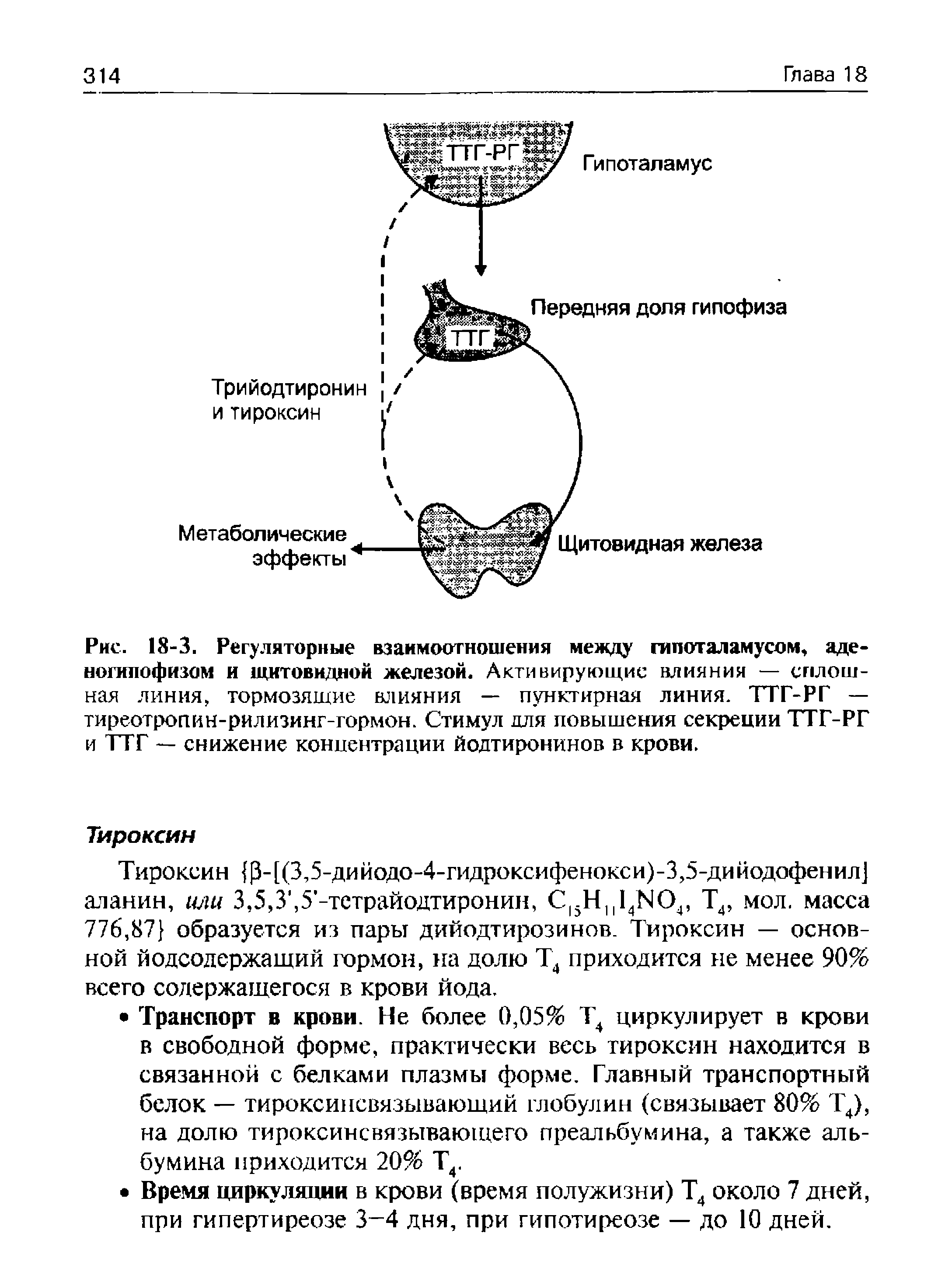 Рис. 18-3. Регуляторные взаимоотношения между гипоталамусом, аденогипофизом и щитовидной железой. Активирующие влияния — сплошная линия, тормозящие влияния — пунктирная линия. ТТГ-РГ — тиреотропин-рилизинг-гормон. Стимул для повышения секреции ТТГ-РГ и ТТГ — снижение концентрации йодтиронинов в крови.