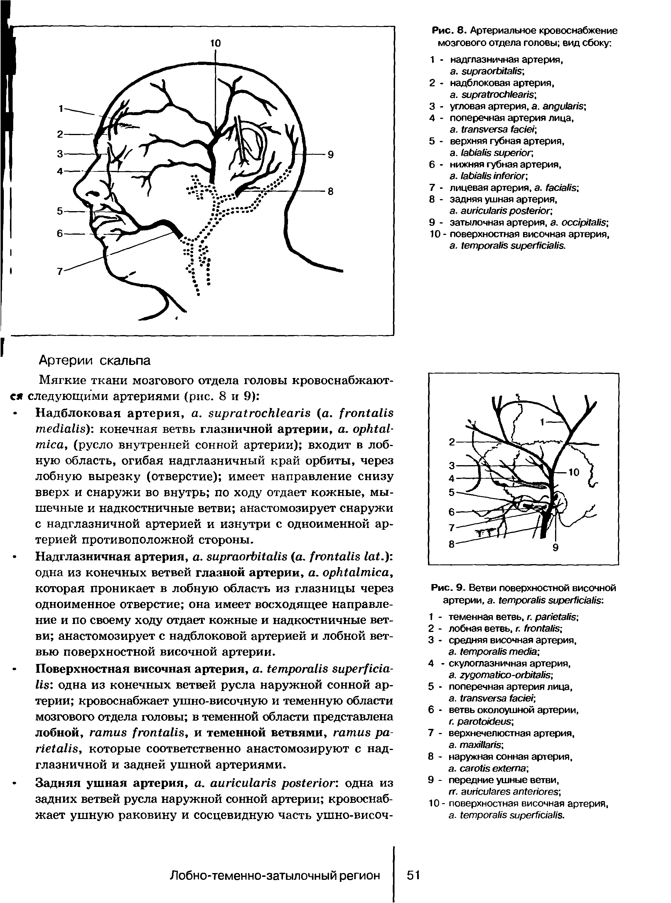 Рис. 9. Ветви поверхностной височной артерии, . ...