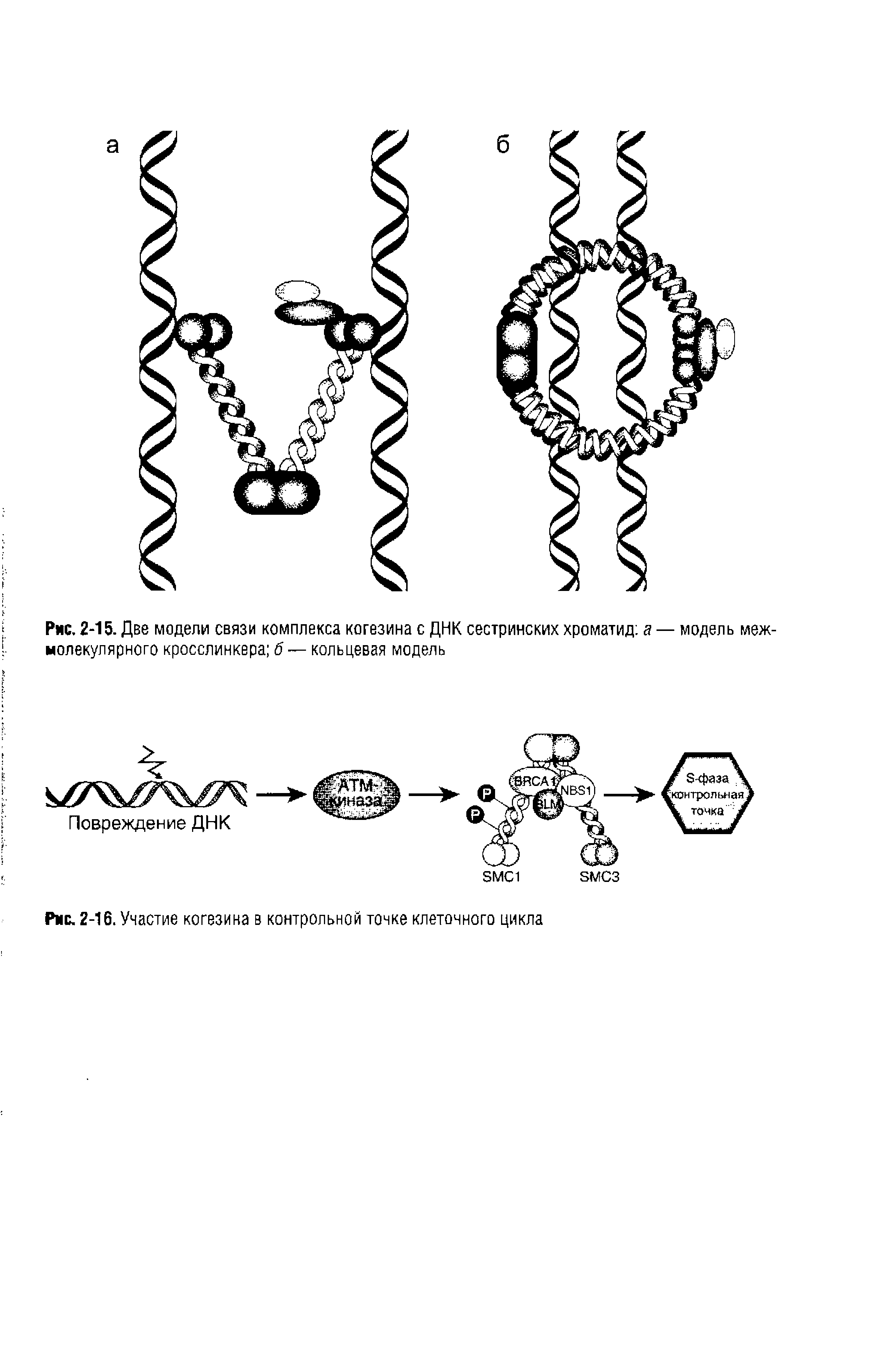 Рис. 2-16. Участие когезина в контрольной точке клеточного цикла...