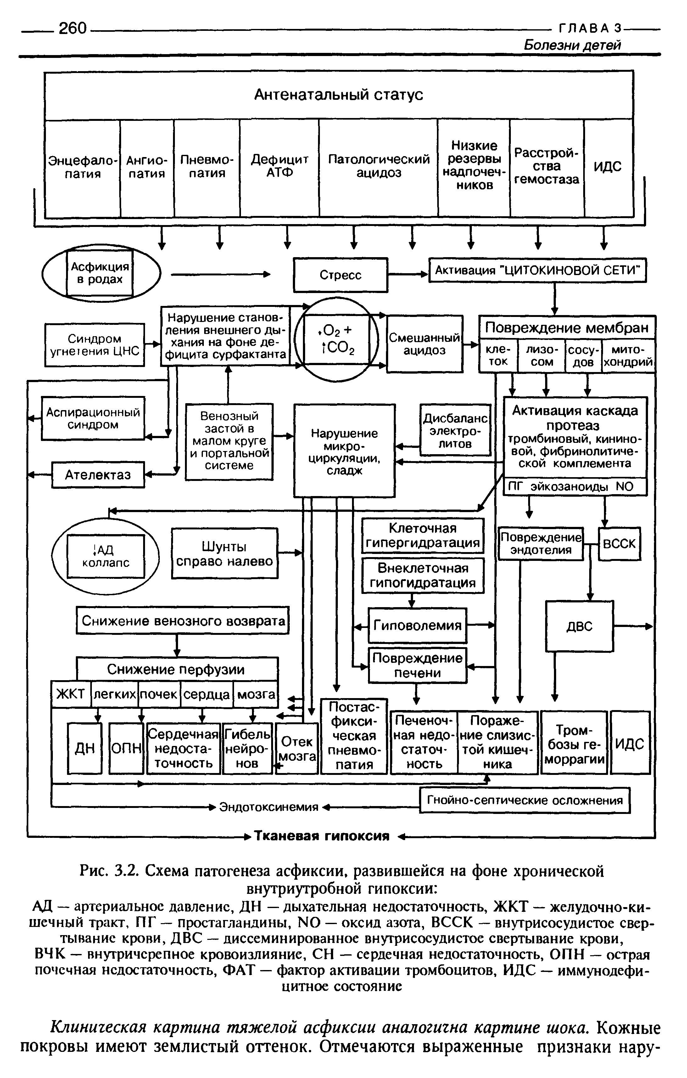 Рис. 3.2. Схема патогенеза асфиксии, развившейся на фоне хронической внутриутробной гипоксии ...