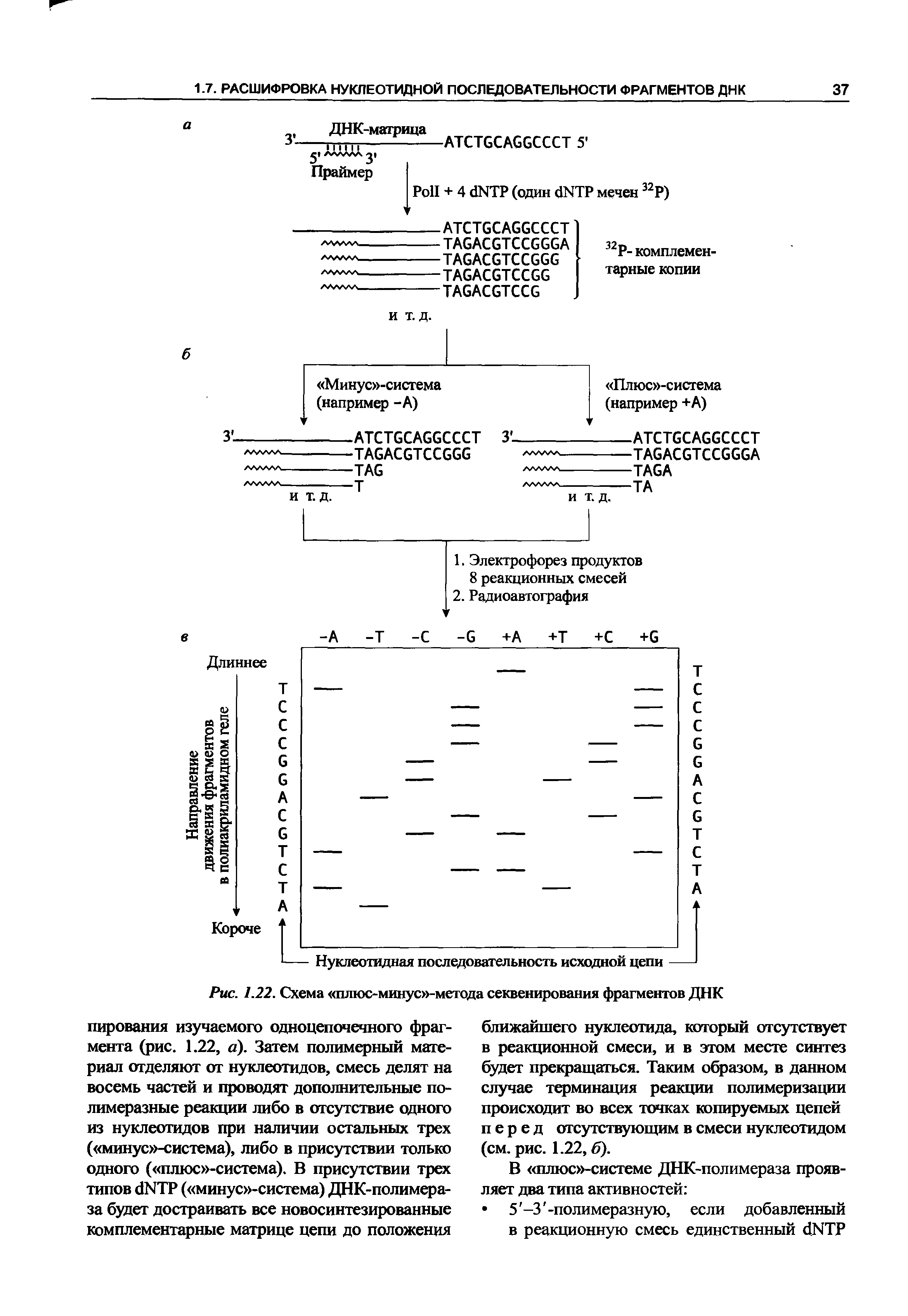 Рис. 1.22. Схема плюс-минус -метода секвенирования фрагментов ДНК...