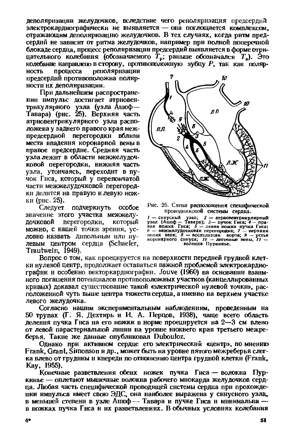 Рис. 25. Схема расположения специфической проводниковой системы сердца.