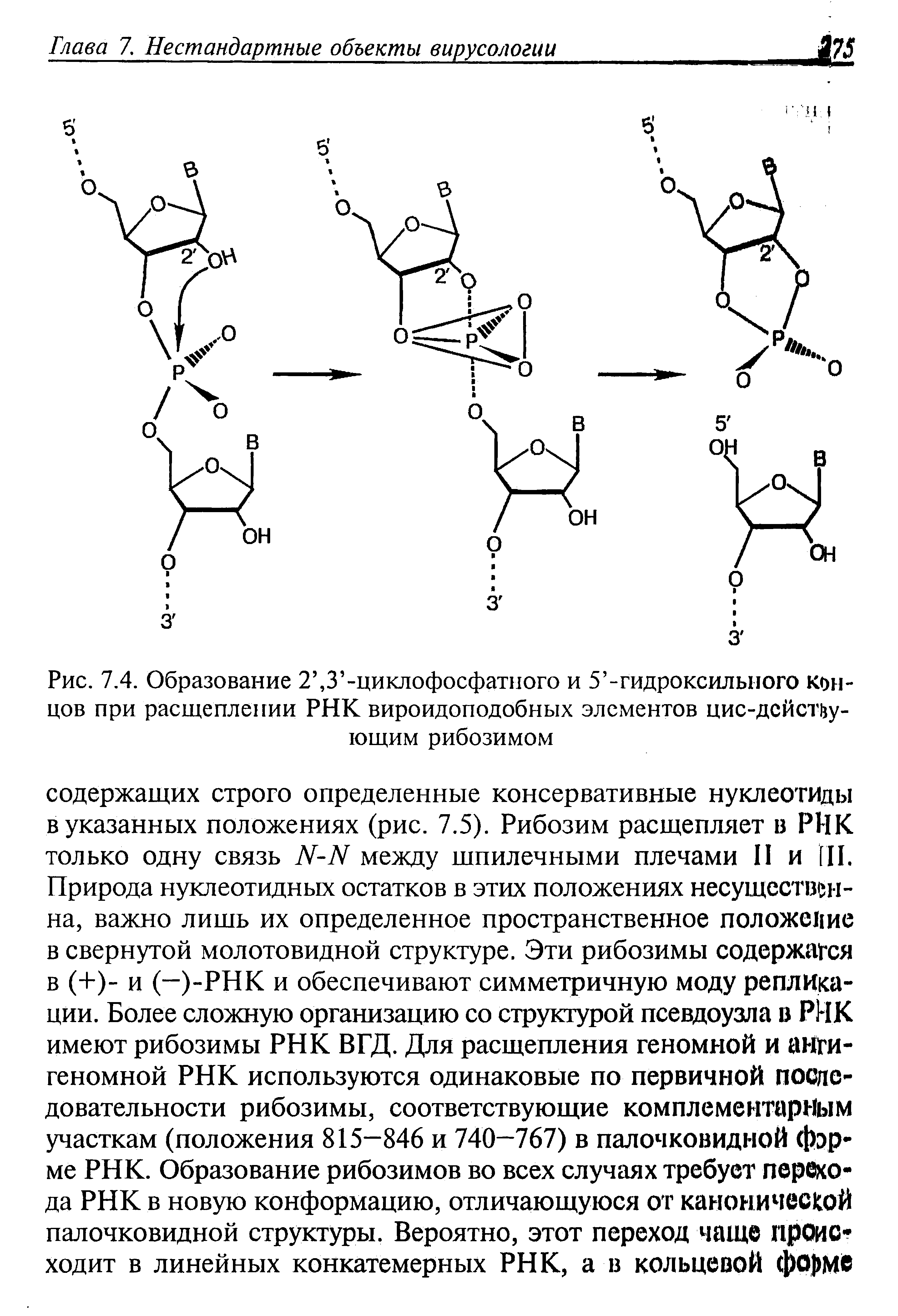 Рис. 7.4. Образование 2 ,3 -циклофосфатного и 5 -гидроксилыюго концов при расщеплении РНК вироидоподобных элементов цис-дсйспу-ющим рибозимом...