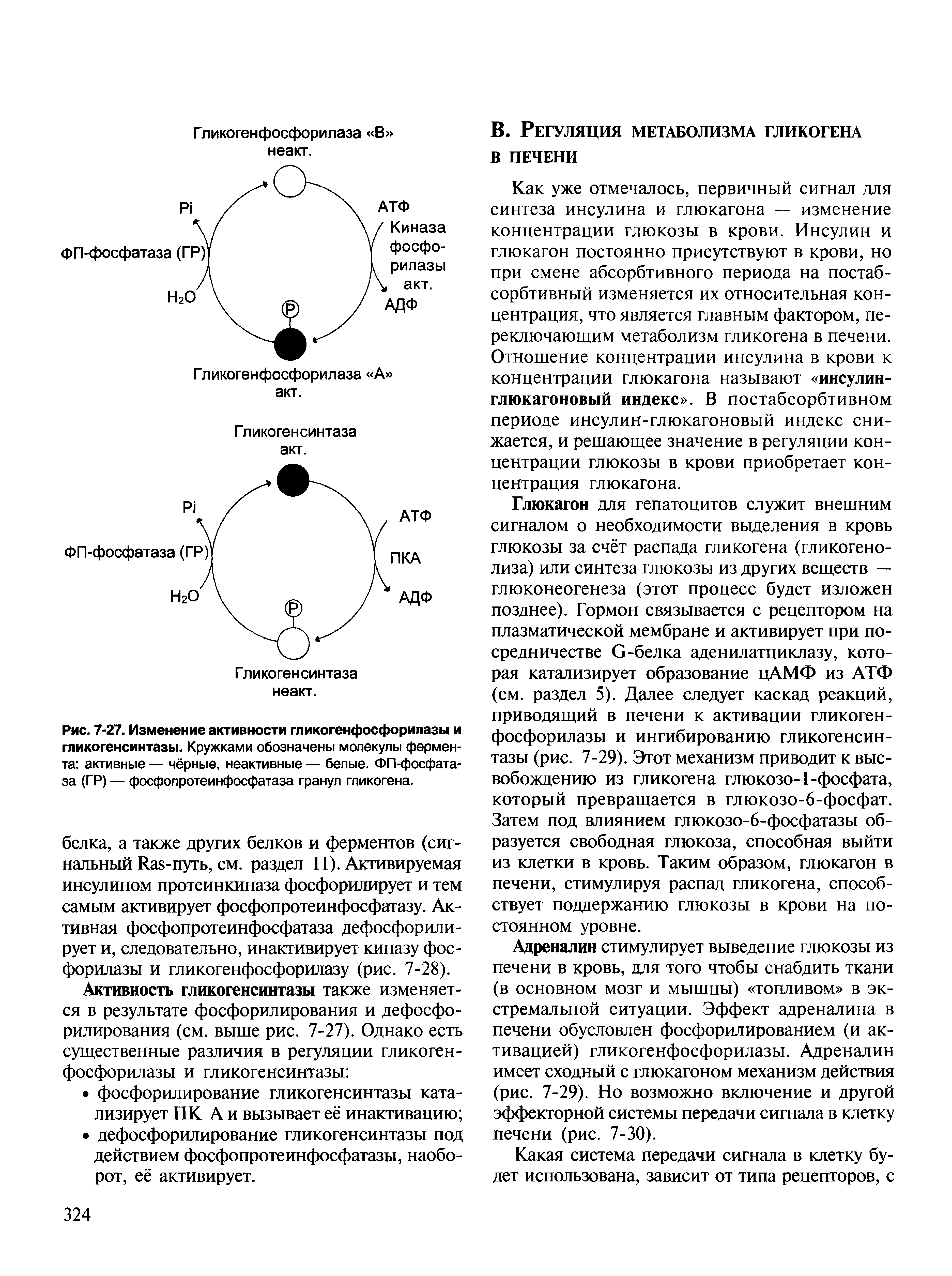 Рис. 7-27. Изменение активности гликогенфосфорилазы и гликогенсинтазы. Кружками обозначены молекулы фермента активные — чёрные, неактивные — белые. ФП-фосфата-за (ГР) — фосфопротеинфосфатаза гранул гликогена.