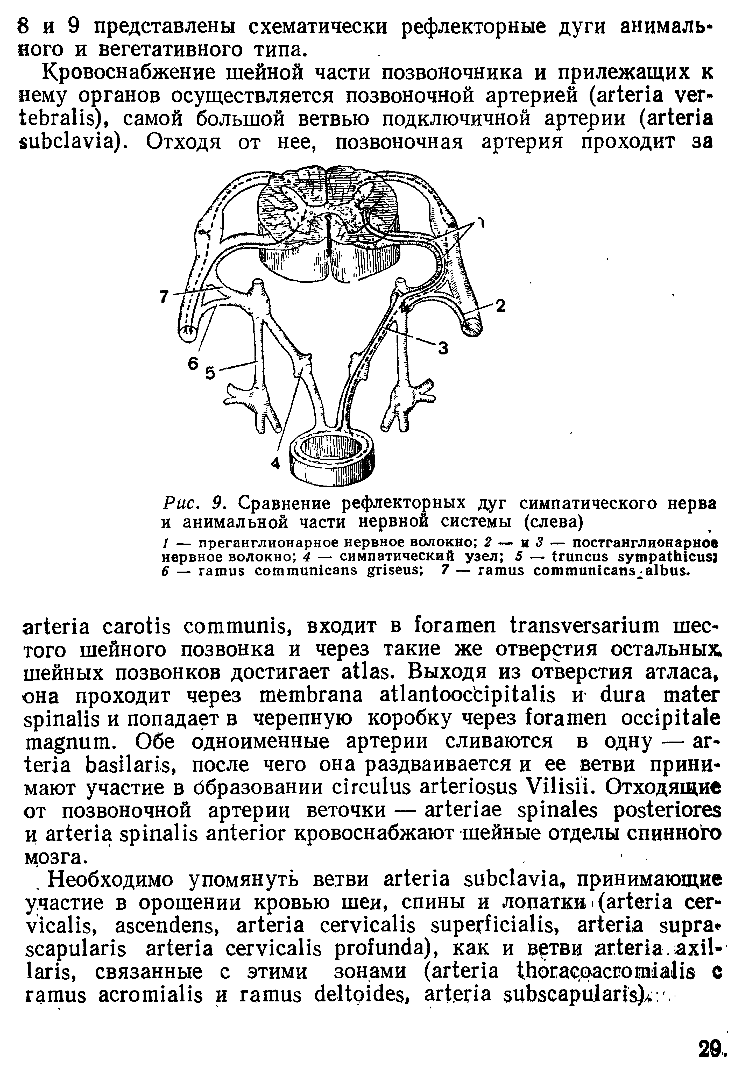 Рис. 9. Сравнение рефлекторных дуг симпатического нерва и анимальной части нервной системы (слева)...