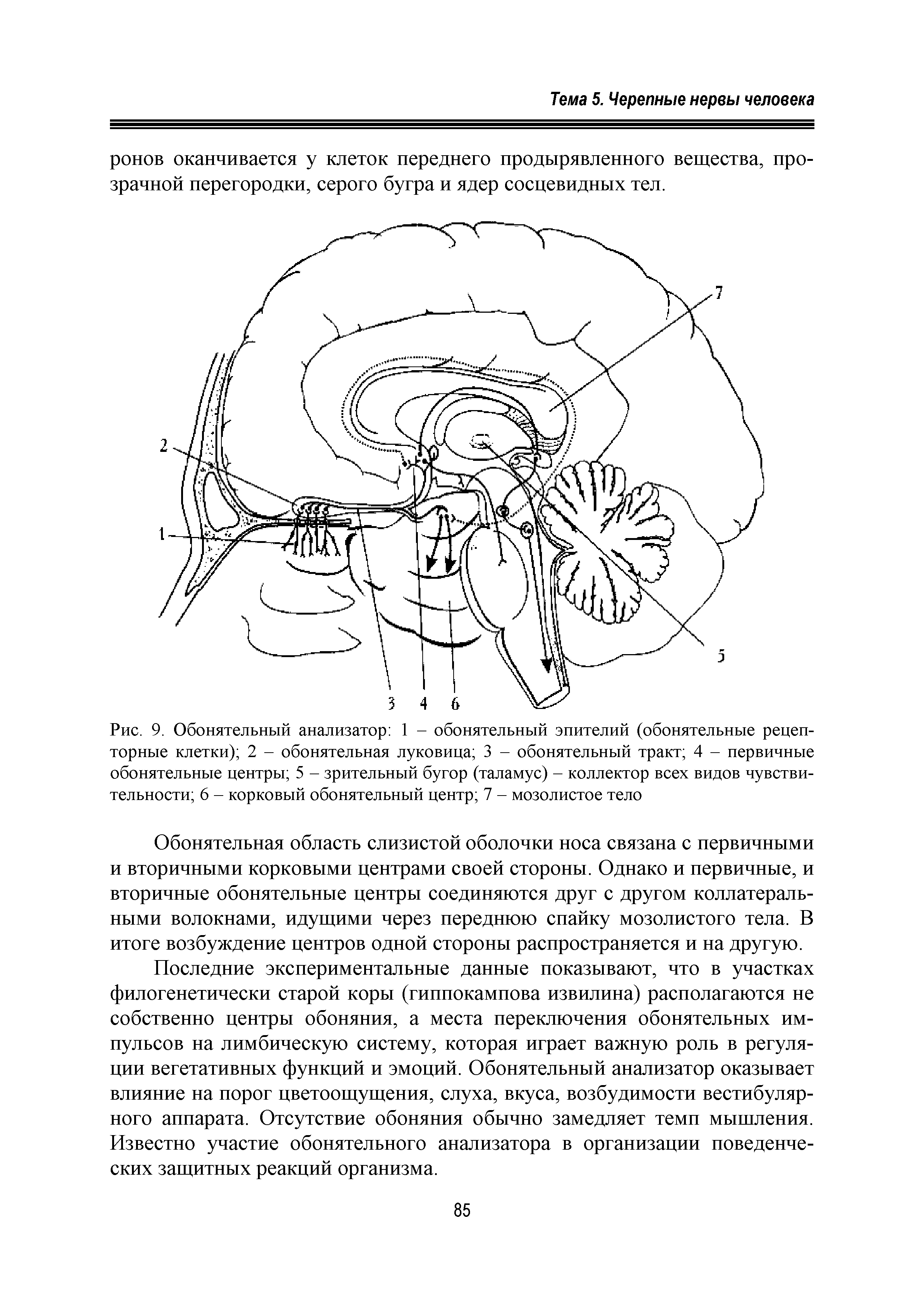 Рис. 9. Обонятельный анализатор 1 - обонятельный эпителий (обонятельные рецепторные клетки) 2 - обонятельная луковица 3 - обонятельный тракт 4 - первичные обонятельные центры 5 - зрительный бугор (таламус) - коллектор всех видов чувствительности 6 - корковый обонятельный центр 7 - мозолистое тело...