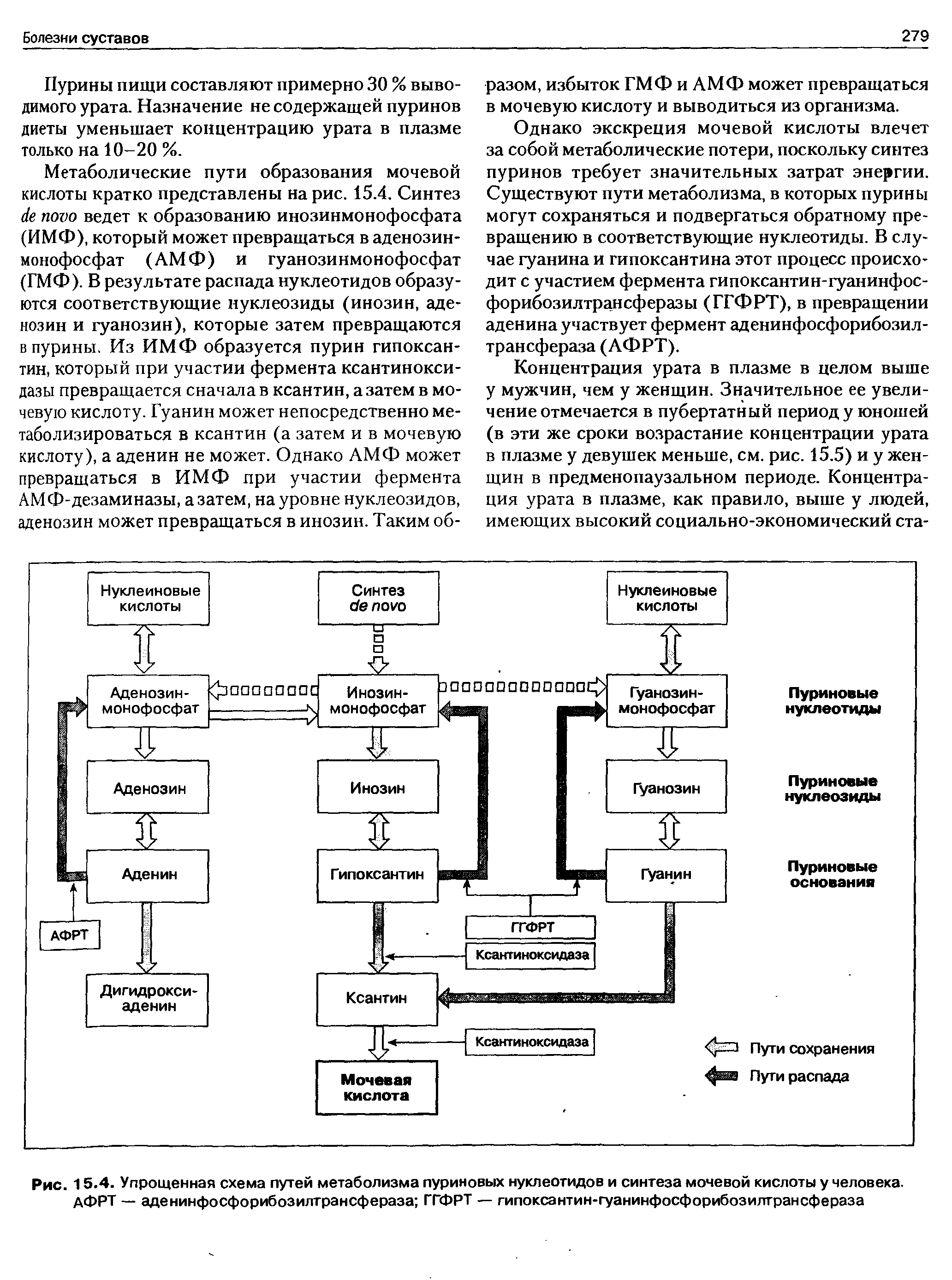 Рис. 15.4. Упрощенная схема путей метаболизма пуриновых нуклеотидов и синтеза мочевой кислоты у человека. АФРТ — аденинфосфорибозилтрансфераза ГГФРТ — гипоксантин-гуанинфосфорибозилтрансфераза...