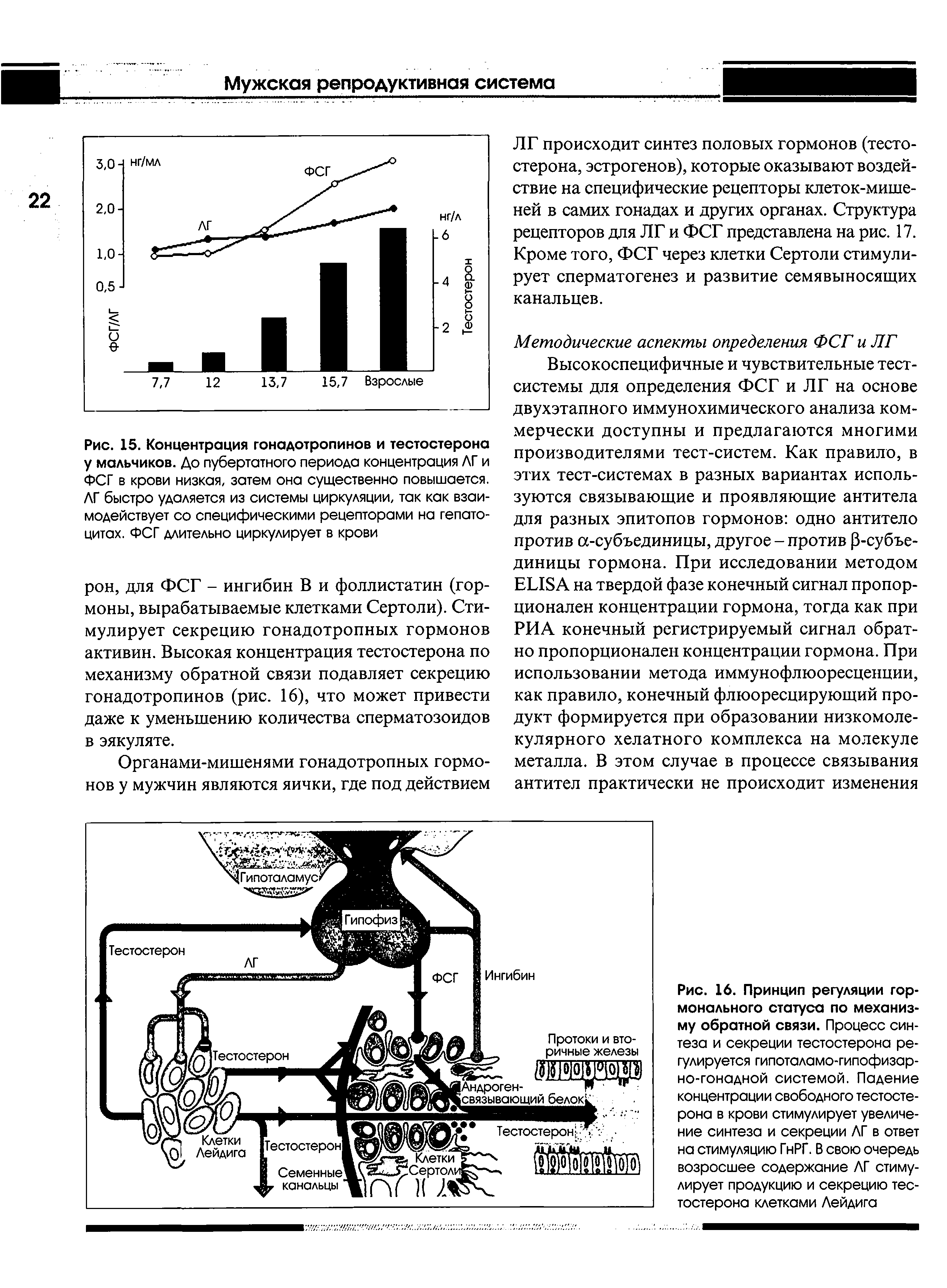 Рис. 15. Концентрация гонадотропинов и тестостерона у мальчиков. До пубертатного периода концентрация ЛГ и ФСГ в крови низкая, затем она существенно повышается. ЛГ быстро удаляется из системы циркуляции, так как взаимодействует со специфическими рецепторами на гепатоцитах. ФСГ длительно циркулирует в крови...