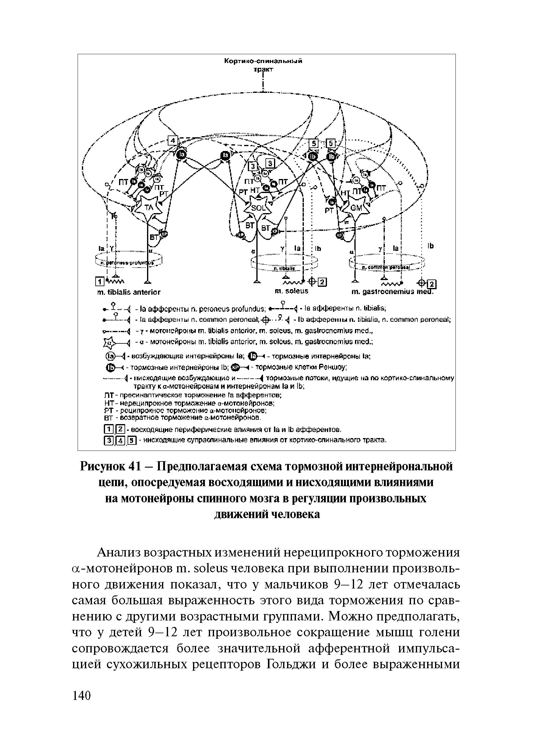 Рисунок 41 — Предполагаемая схема тормозной интернейрональной цепи, опосредуемая восходящими и нисходящими влияниями на мотонейроны спинного мозга в регуляции произвольных движений человека...