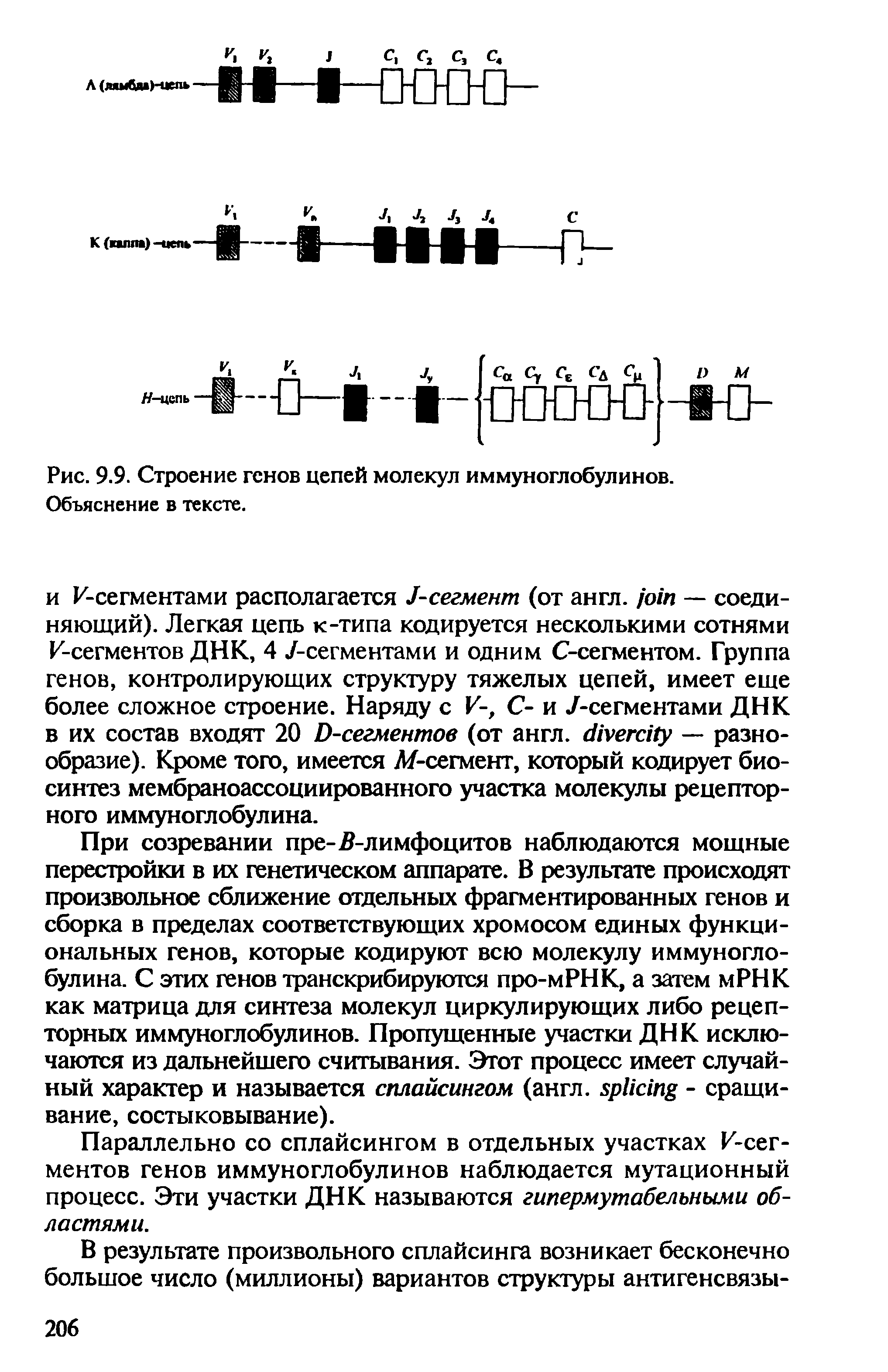 Рис. 9.9. Строение генов цепей молекул иммуноглобулинов. Объяснение в тексте.