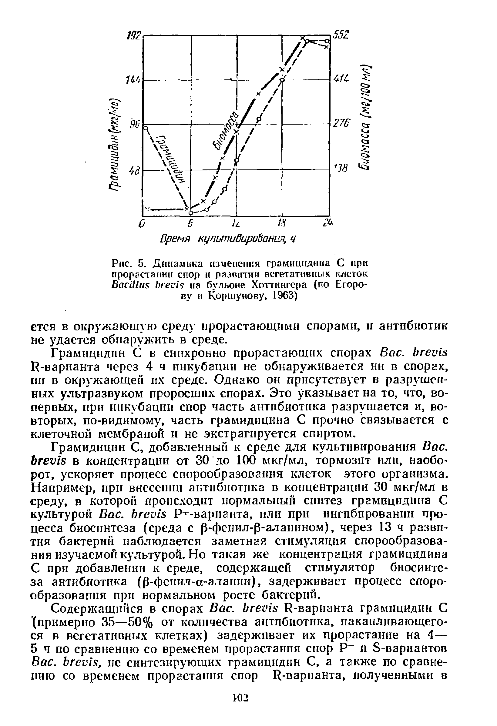 Рис. 5. Динамика изменения грамицидина С при прорастании спор и развитии вегетативных клеток B па бульоне Хоттингера (по Егорова и Коршунову, 1963)...