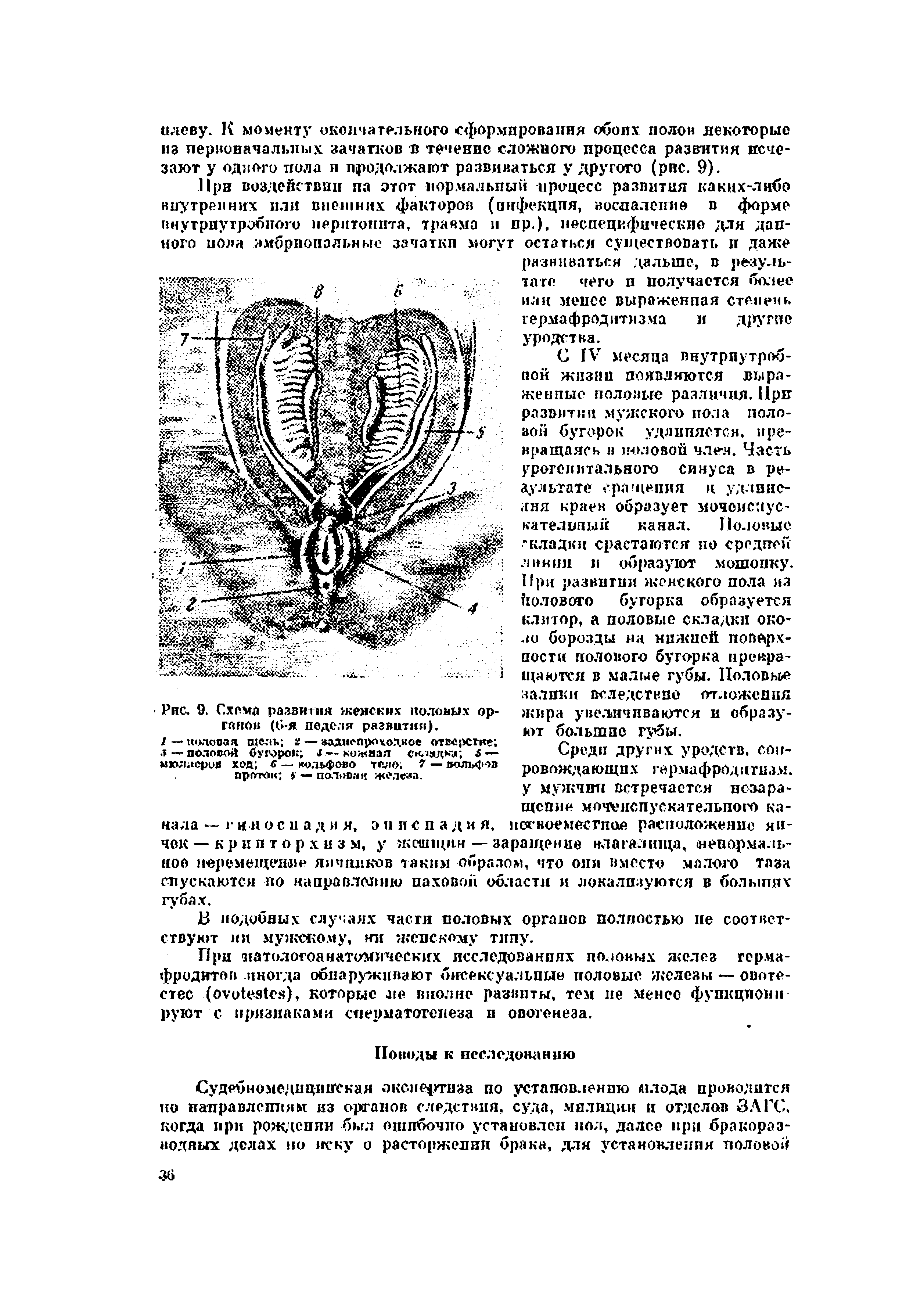 Рис. 9. Схема развития женских половых органов (С.-я педеля развития).