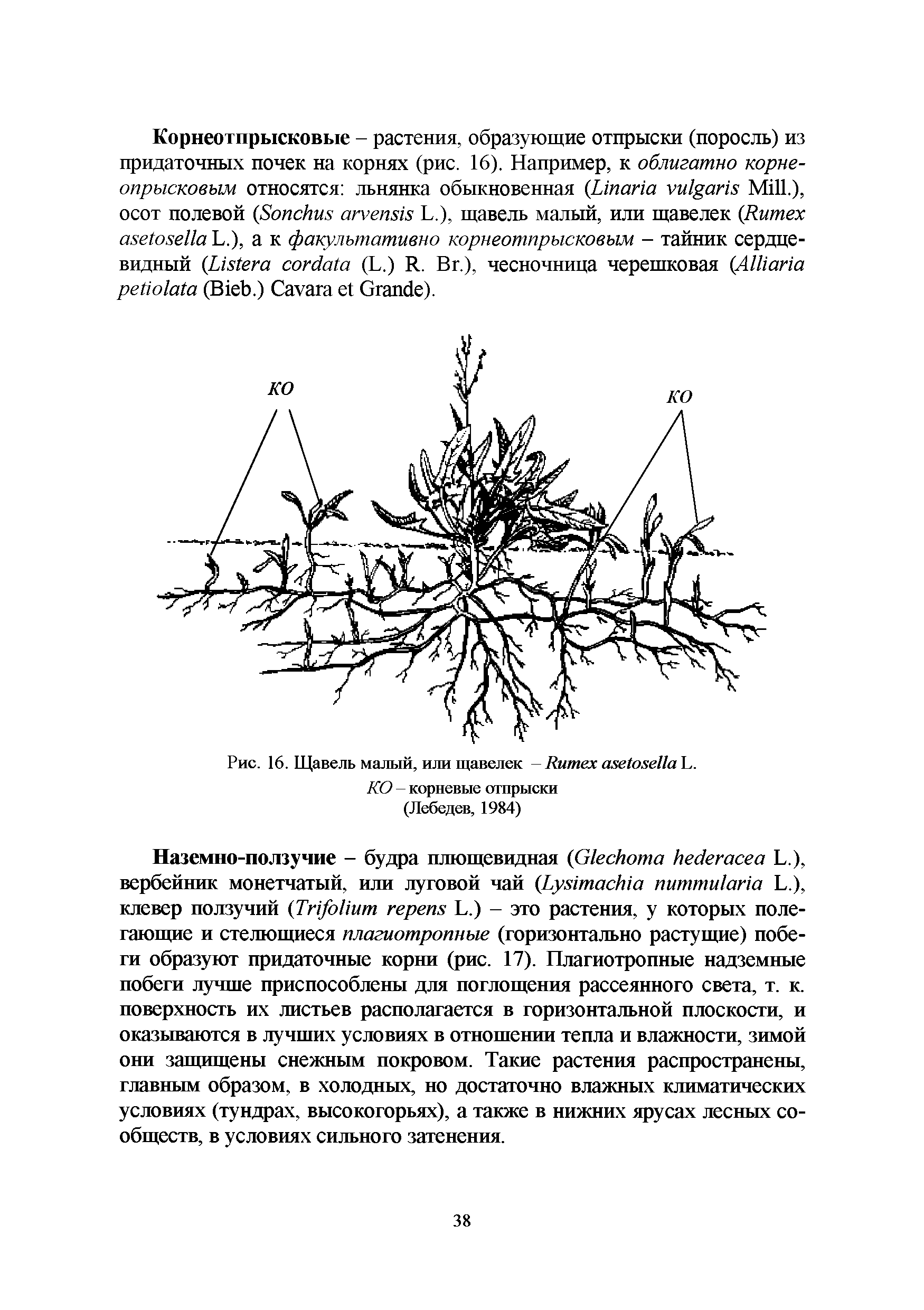 Рис. 16. Щавель малый, или щавелек - Китех ахе1охе11а Ь. КО - корневые отпрыски...