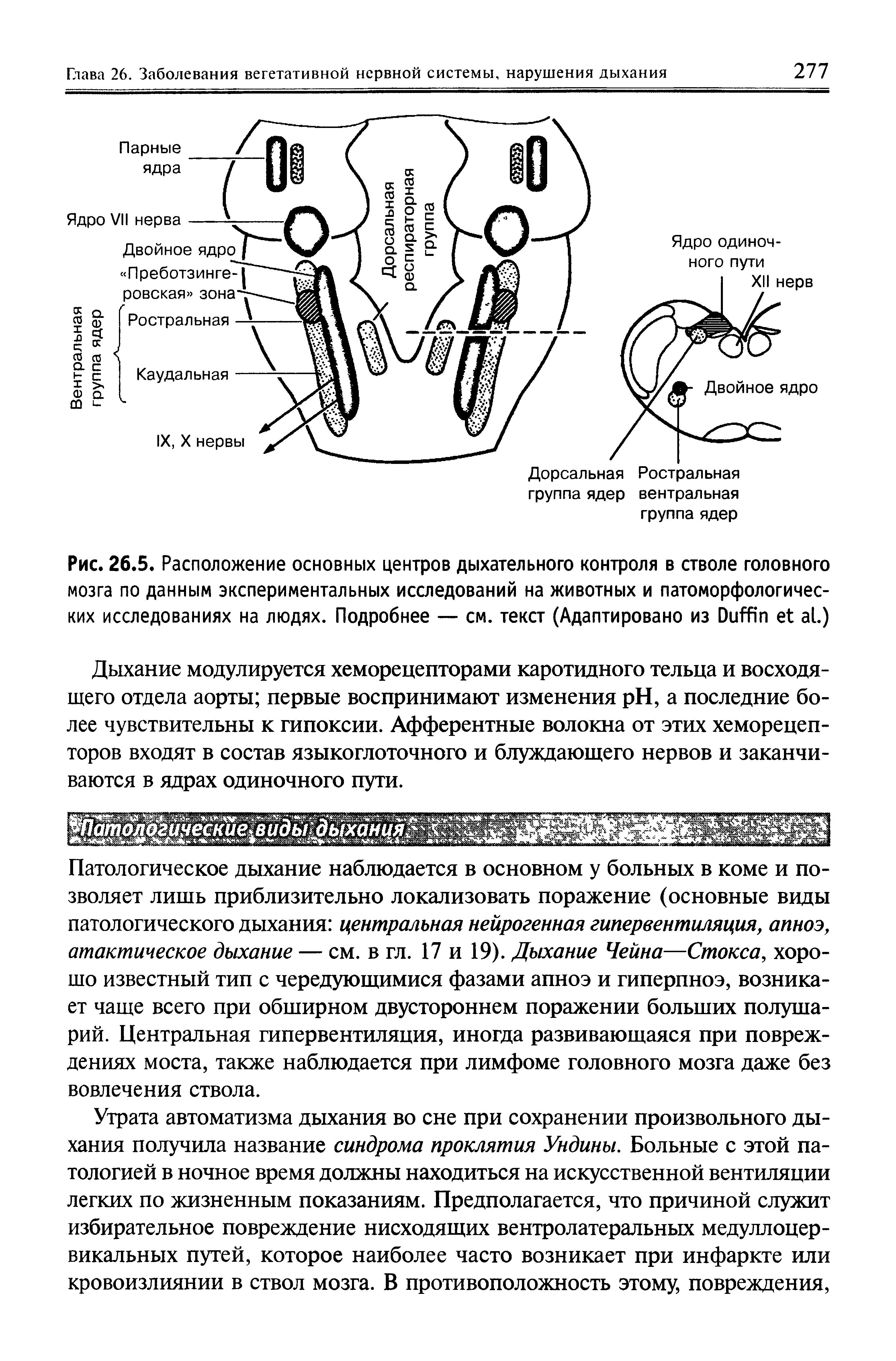 Рис. 26.5. Расположение основных центров дыхательного контроля в стволе головного мозга по данным экспериментальных исследований на животных и патоморфологичес-ких исследованиях на людях. Подробнее — см. текст (Адаптировано из D .)...