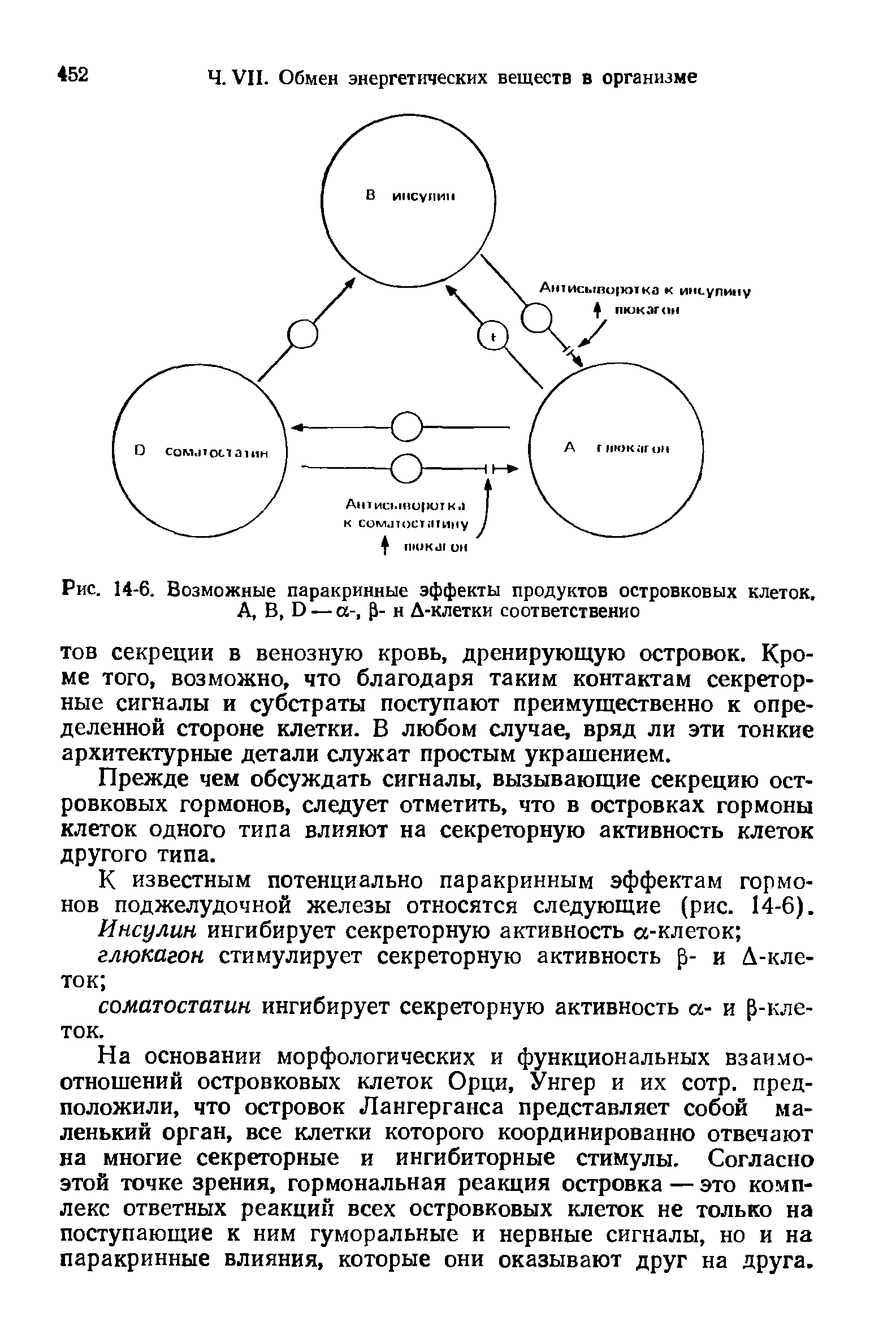 Рис. 14-6. Возможные паракринные эффекты продуктов островковых клеток. А, В, О — а-, Р- н Д-клетки соответственно...