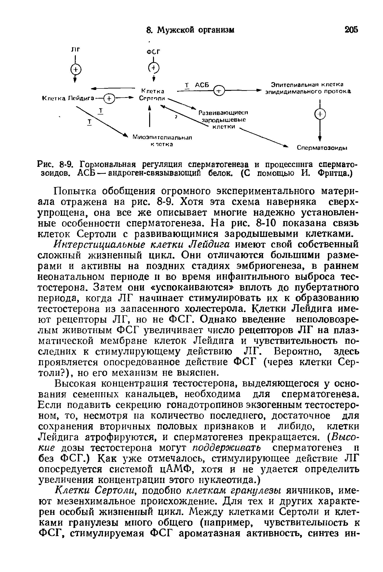 Рис. 8-9. Гормональная регуляция сперматогенеза и процессинга сперматО зондов. АСБ — андроген-связывающий белок. (С помощью И. Фритца.)...