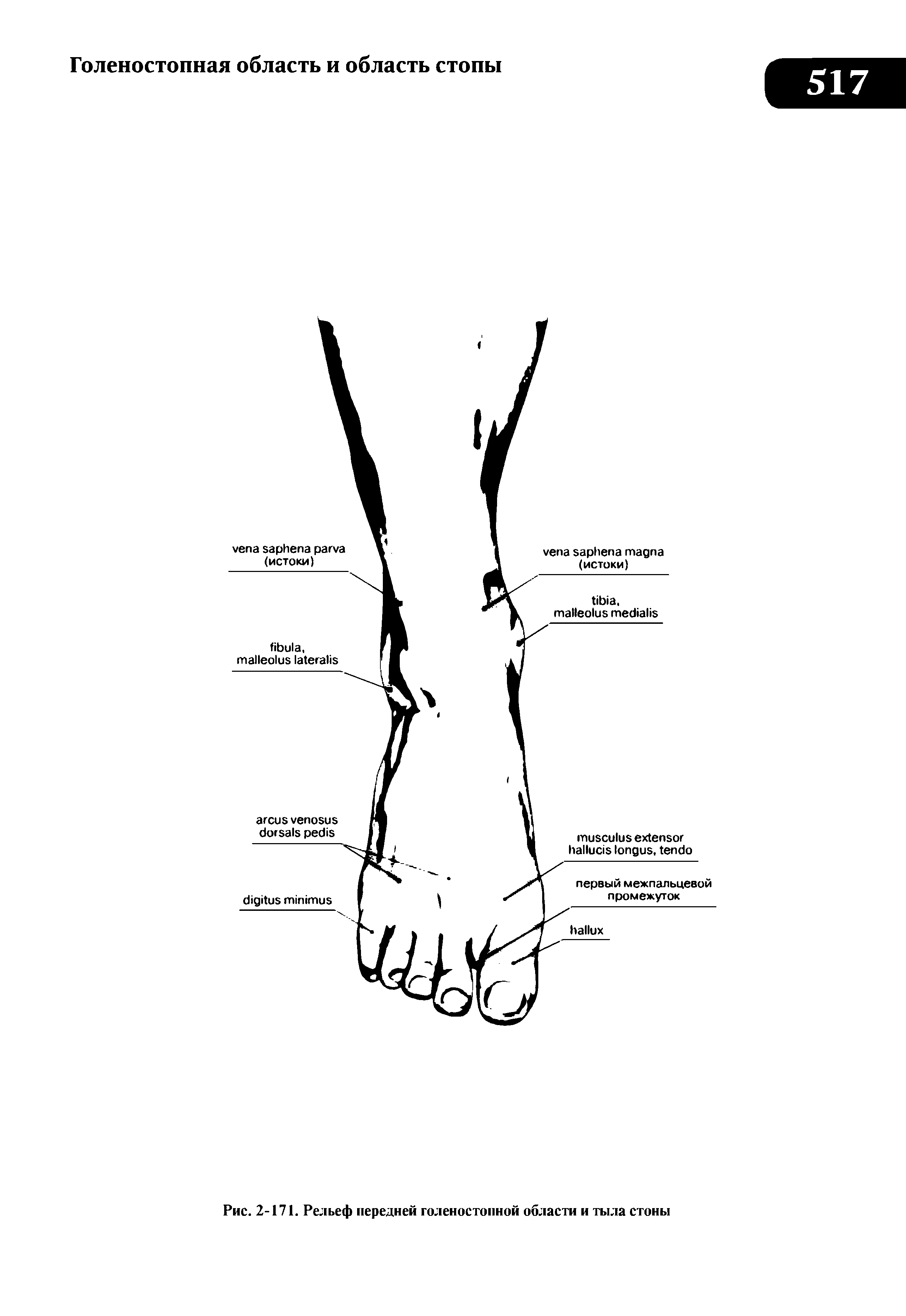 Рис. 2-171. Рельеф передней голеностопной области и тыла стоны...