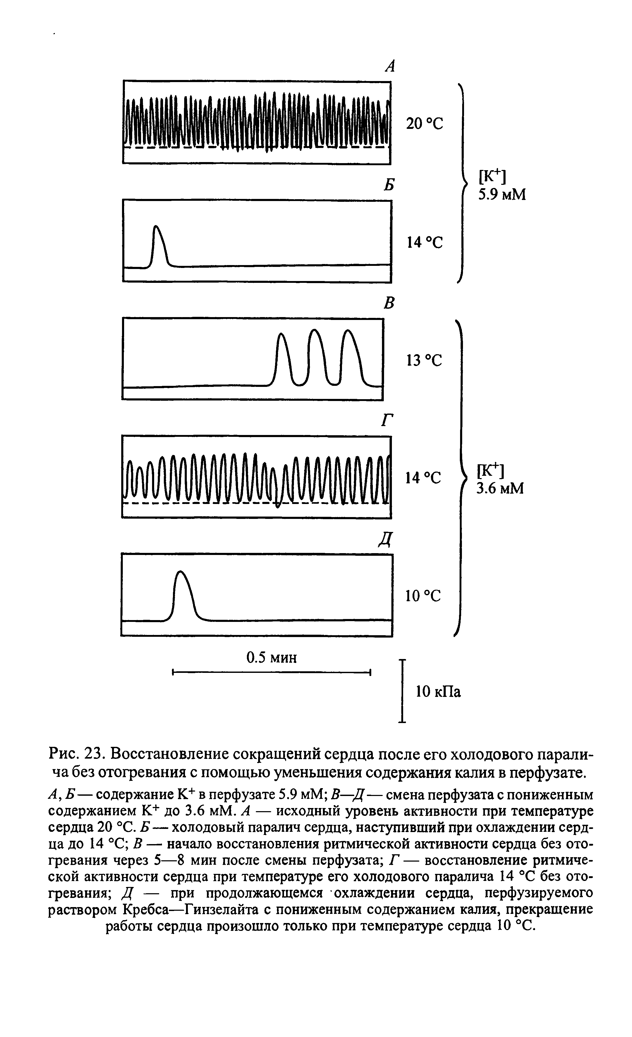 Рис. 23. Восстановление сокращений сердца после его холодового паралича без отогревания с помощью уменьшения содержания калия в перфузате.