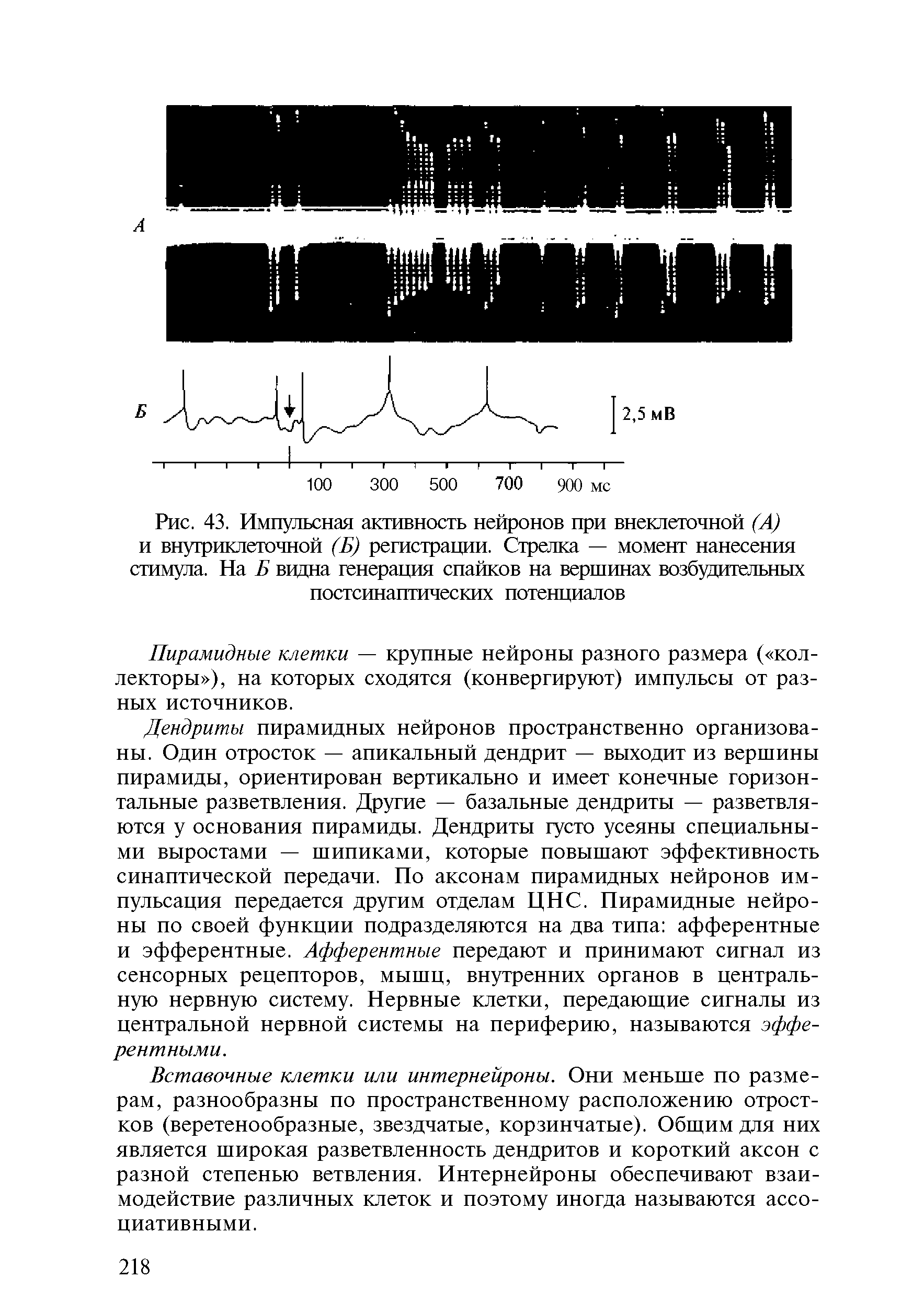 Рис. 43. Импульсная активность нейронов при внеклеточной (А) и внутриклеточной (Б) регистрации. Стрелка — момент нанесения стимула. На Б видна генерация спайков на вершинах возбудительных постсинаптических потенциалов...