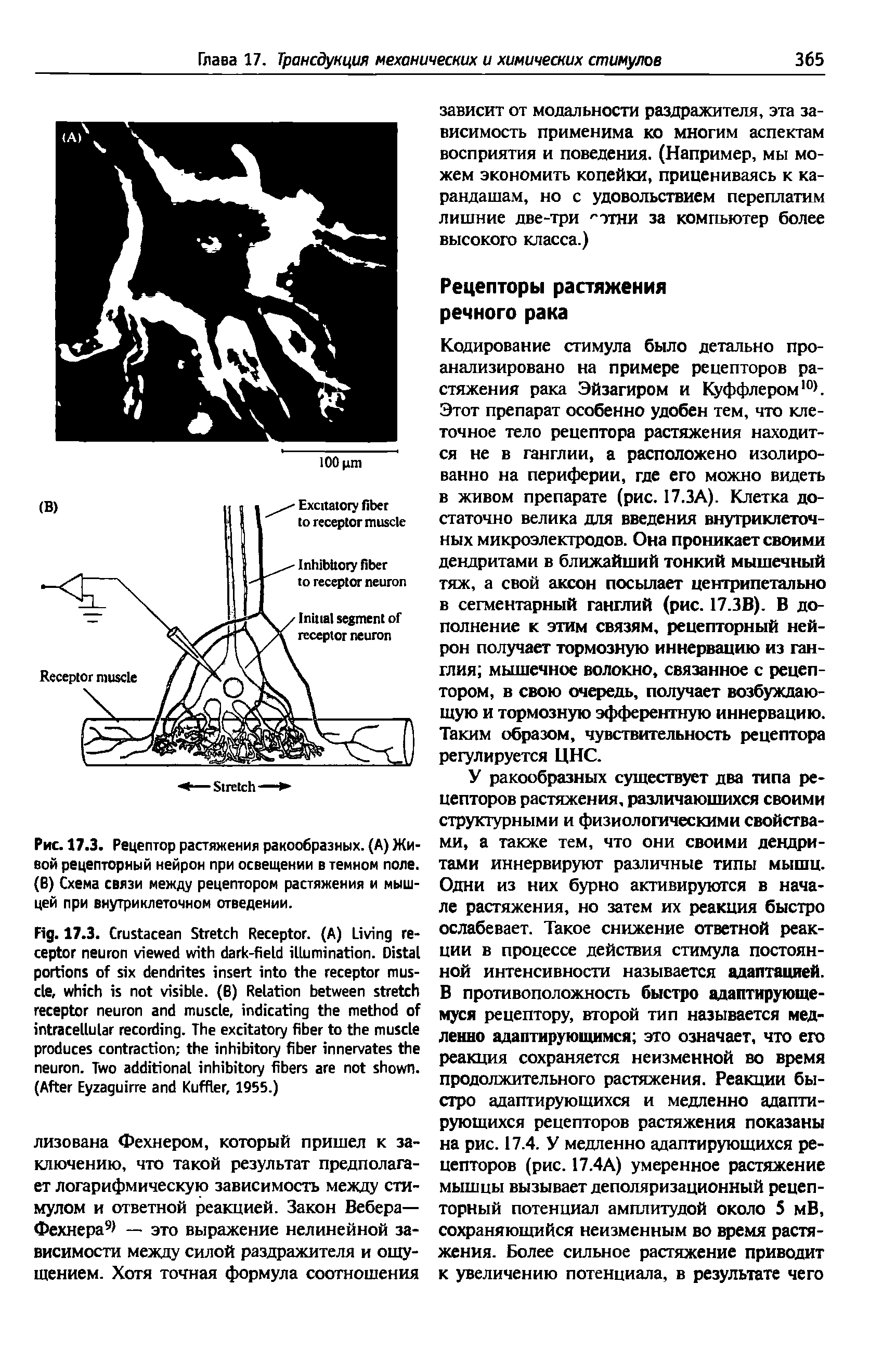 Рис. 17.3. Рецептор растяжения ракообразных. (А) Живой рецепторный нейрон при освещении в темном поле. (В) Схема связи между рецептором растяжения и мышцей при внутриклеточном отведении.