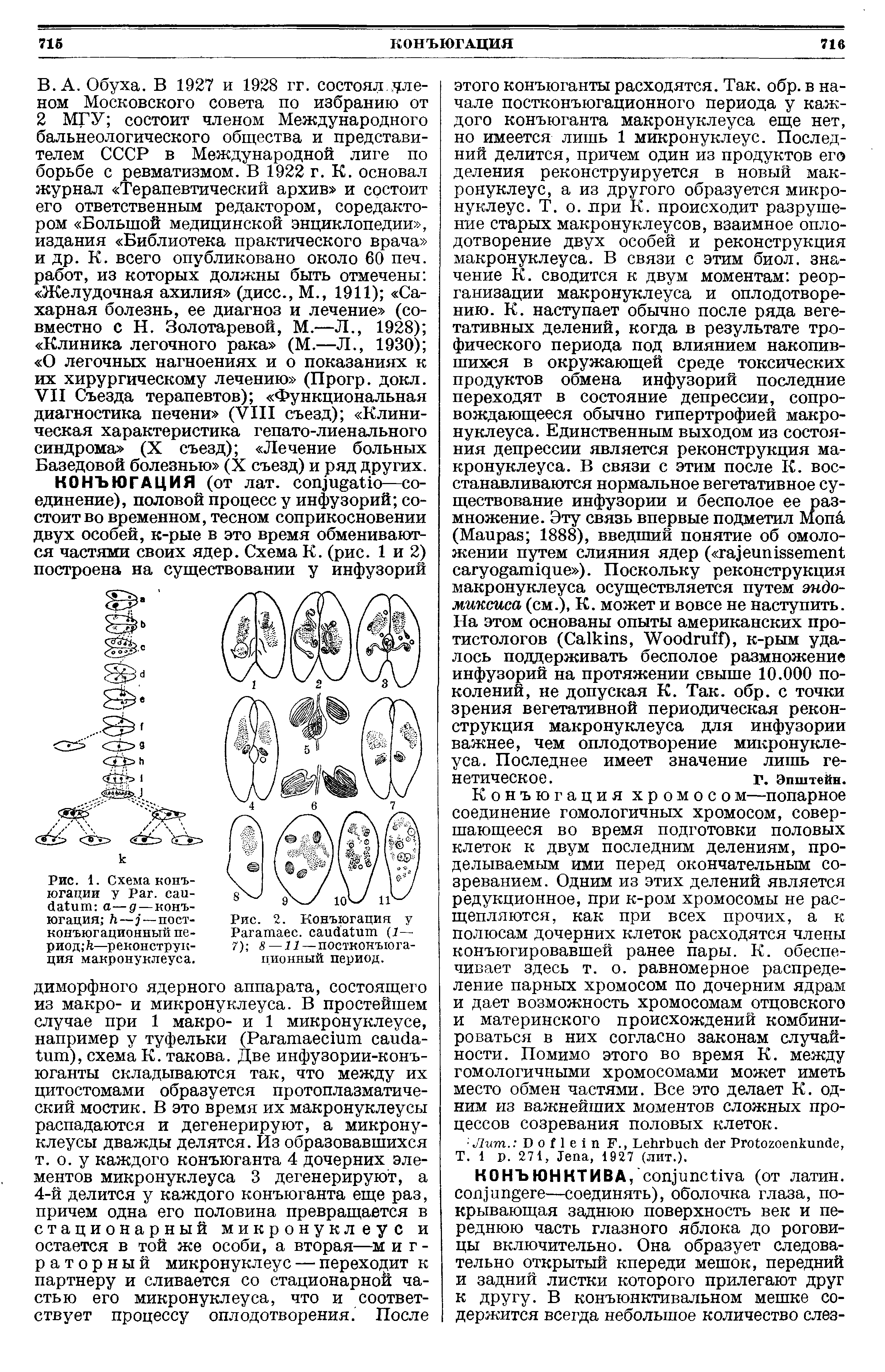 Рис. 1. Схема конъюгации у P . - — — конъюгация — — T-конъюгационный период / —реконструкция макронуклеуса.